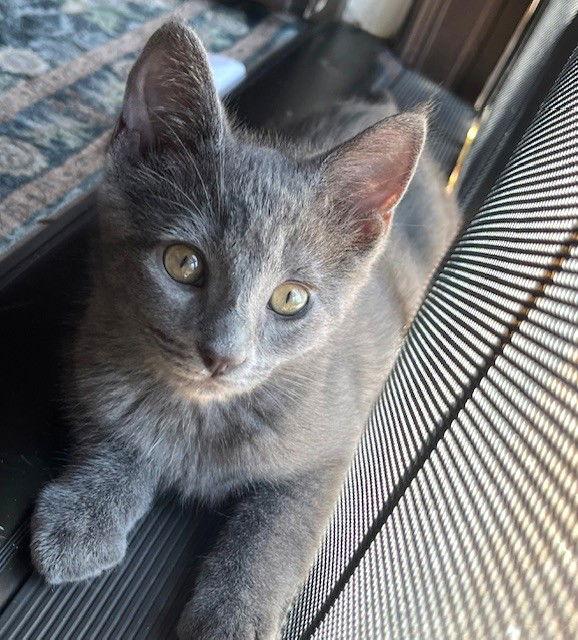 Kitten Jynx, Adopted, Kitten Female Domestic Short Hair.