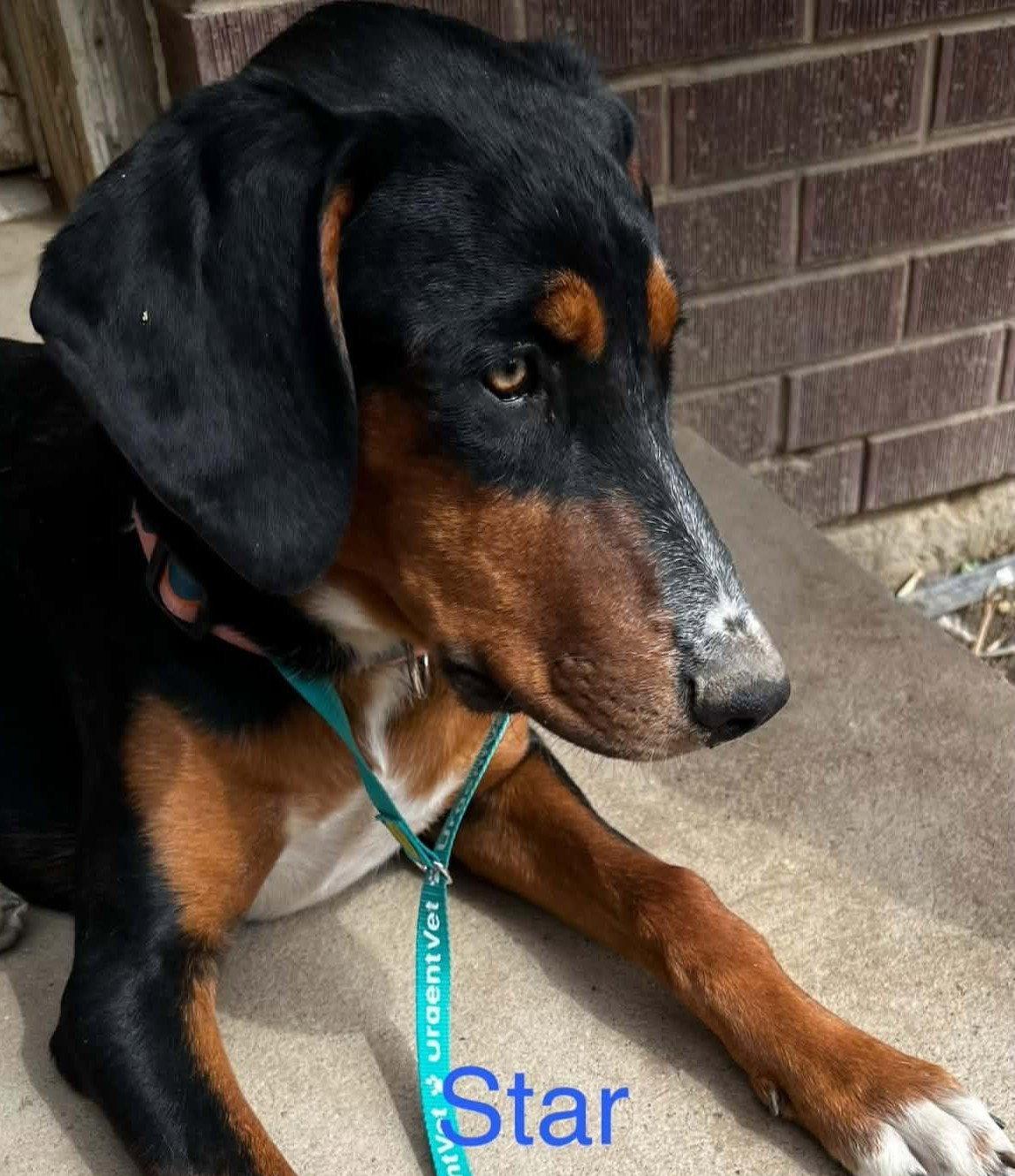 Star Adopt or Foster, Adoptable, Young Female Doberman Pinscher & Rottweiler.