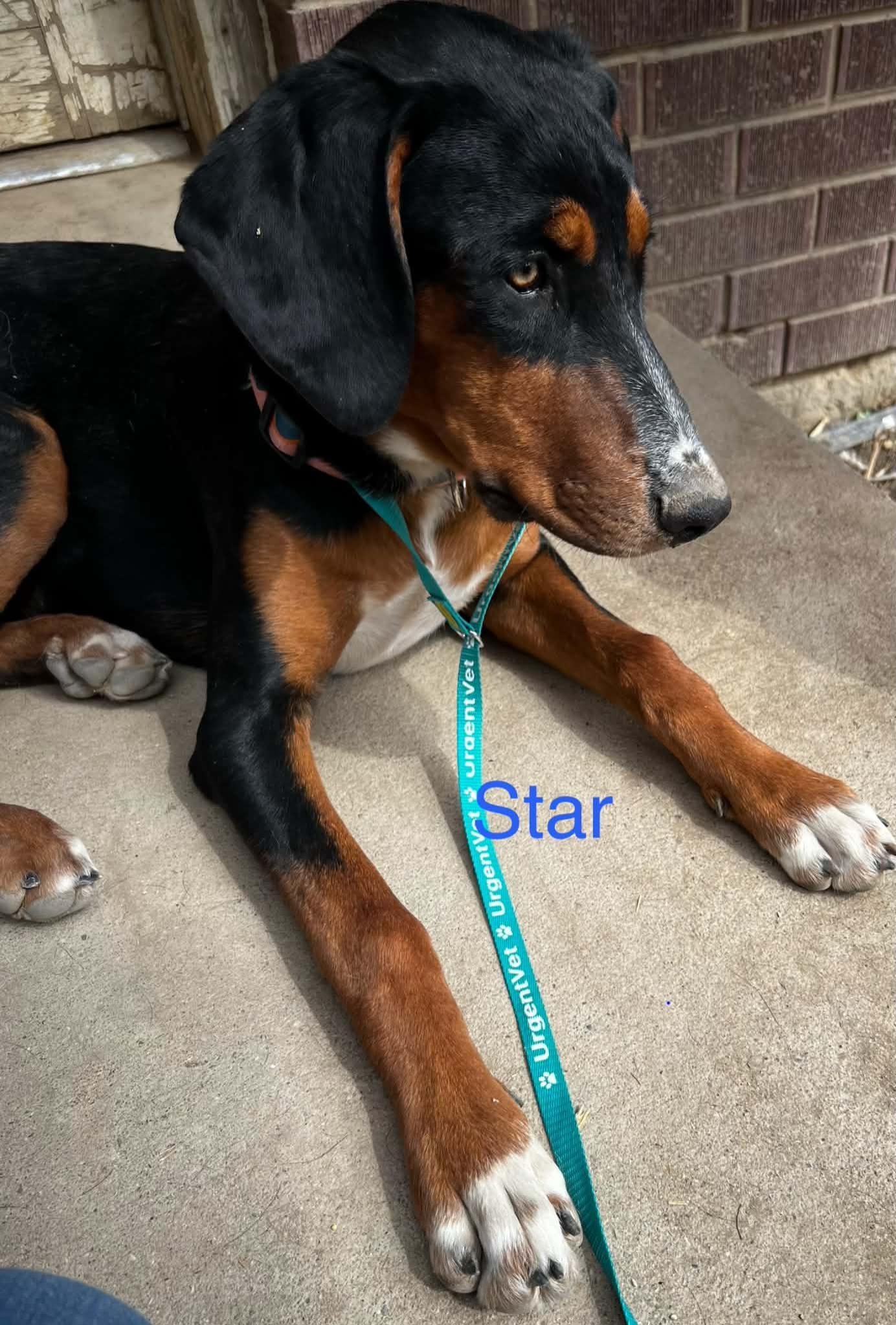 Star Adopt or Foster, a Adoptable mixed breed in Evergreen, CO image 2/3