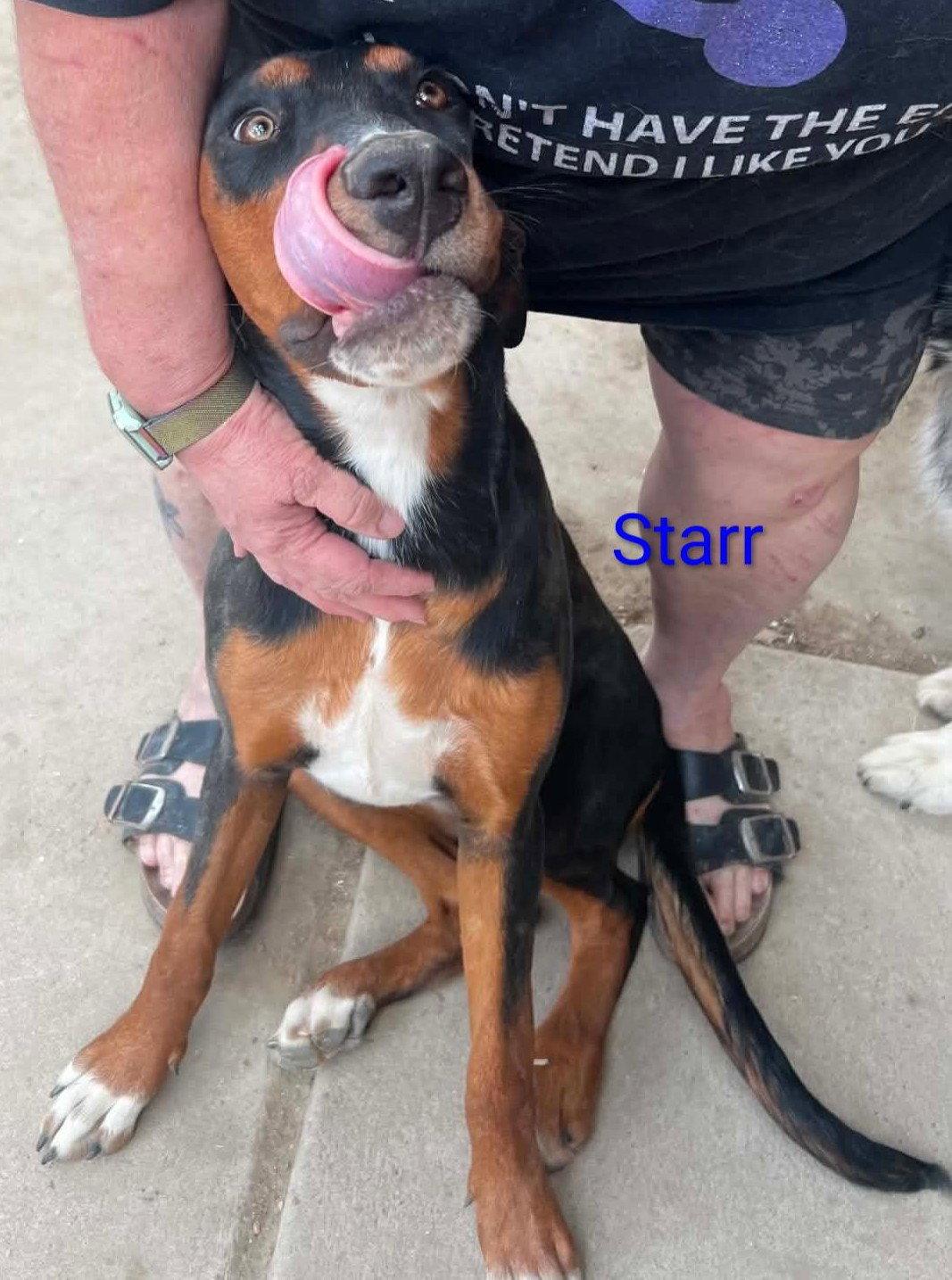 Star Adopt or Foster, a Adoptable mixed breed in Evergreen, CO image 3/3