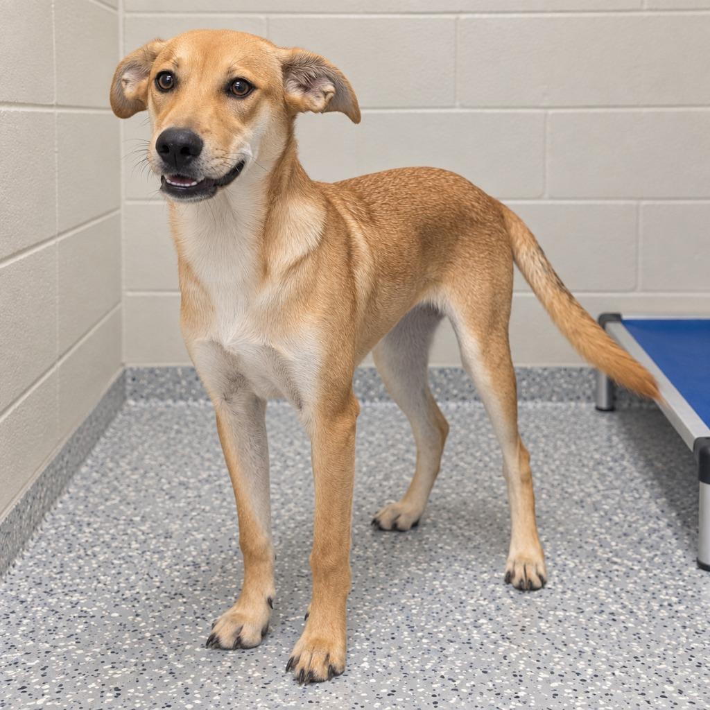Sammy, Adoptable, Puppy Female Labrador Retriever & Mixed Breed.
