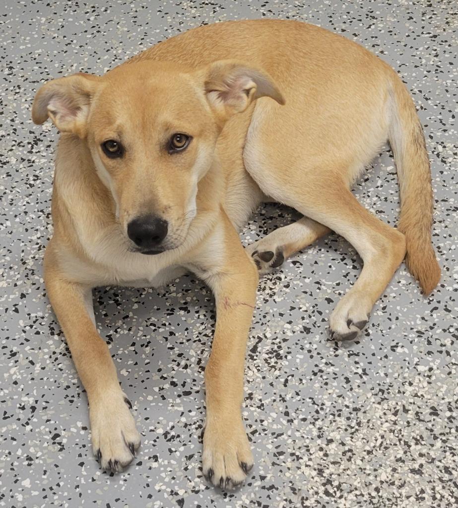 Enlarge Sammy, a Adoptable mixed breed in Seven Points, TX image 2/2