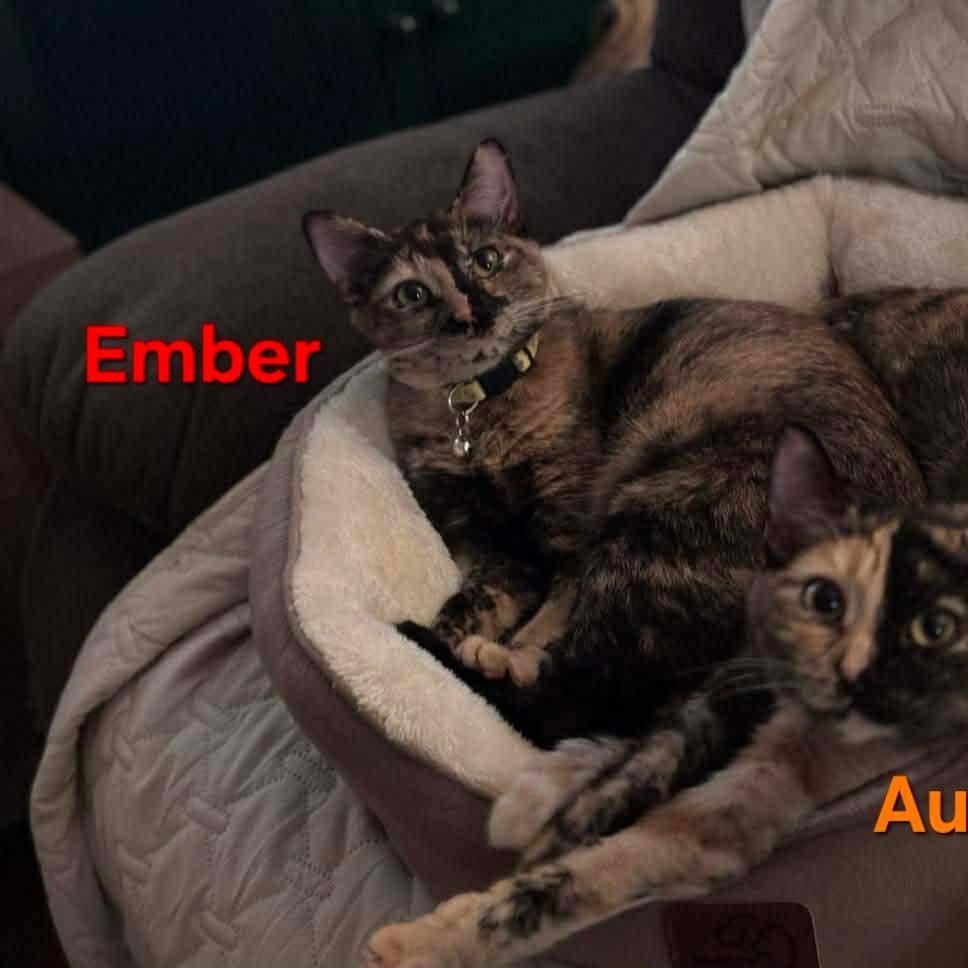 Ember — thumbnail 2