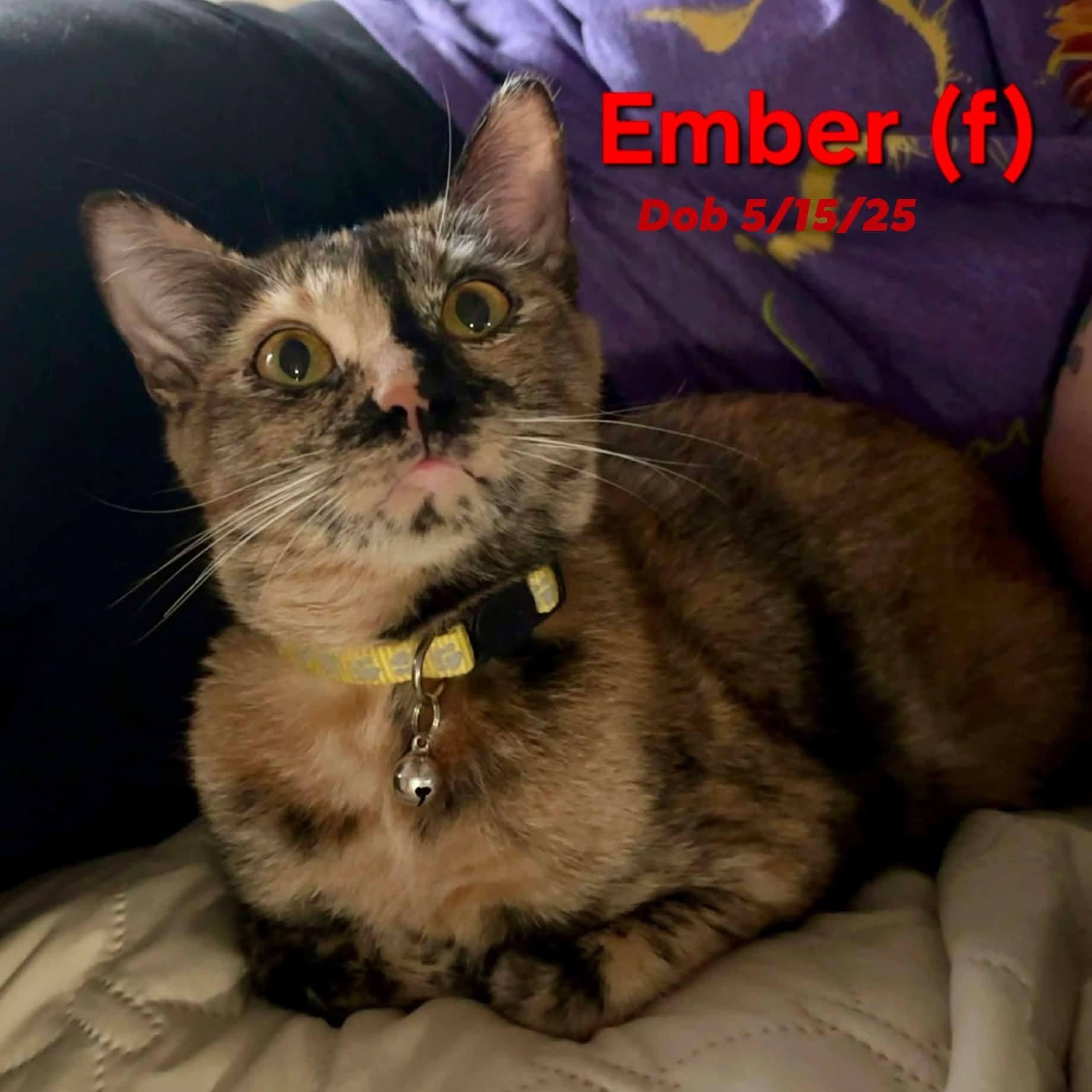 Ember — thumbnail 3