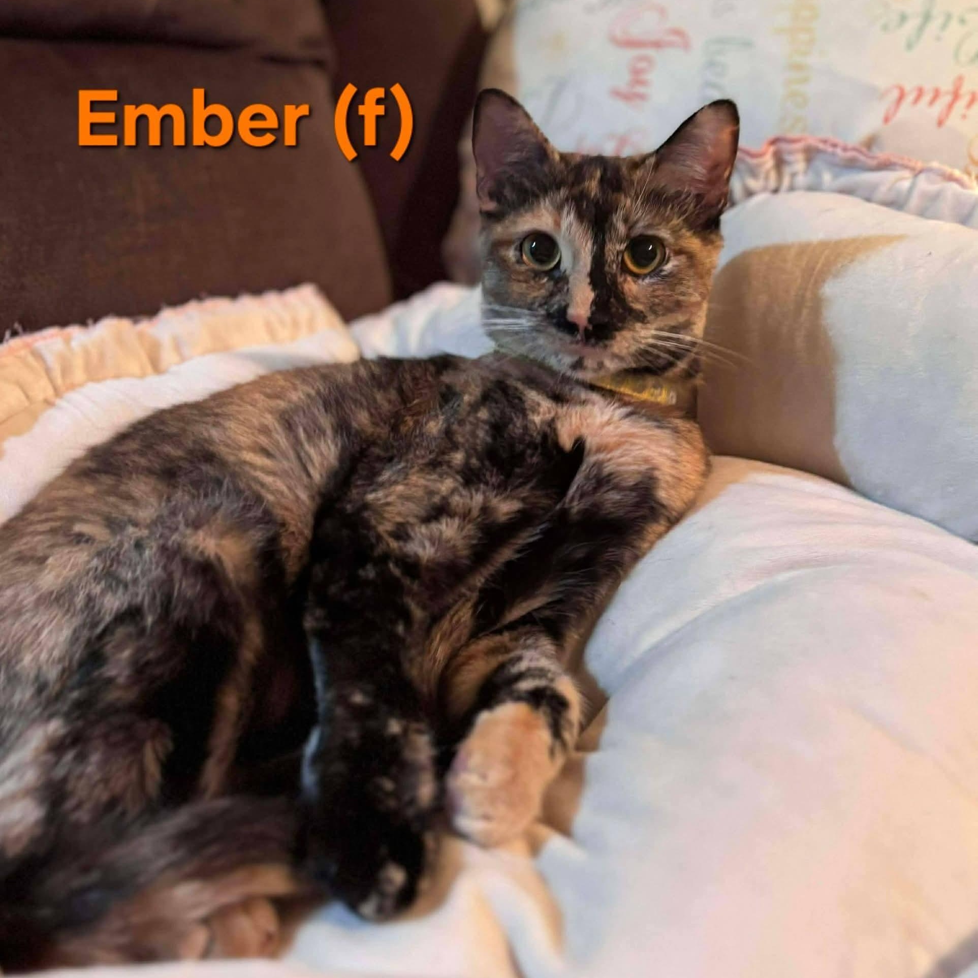 Ember — thumbnail 4