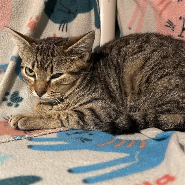 STINKFLY, Adoptable, Young Female Domestic Short Hair.