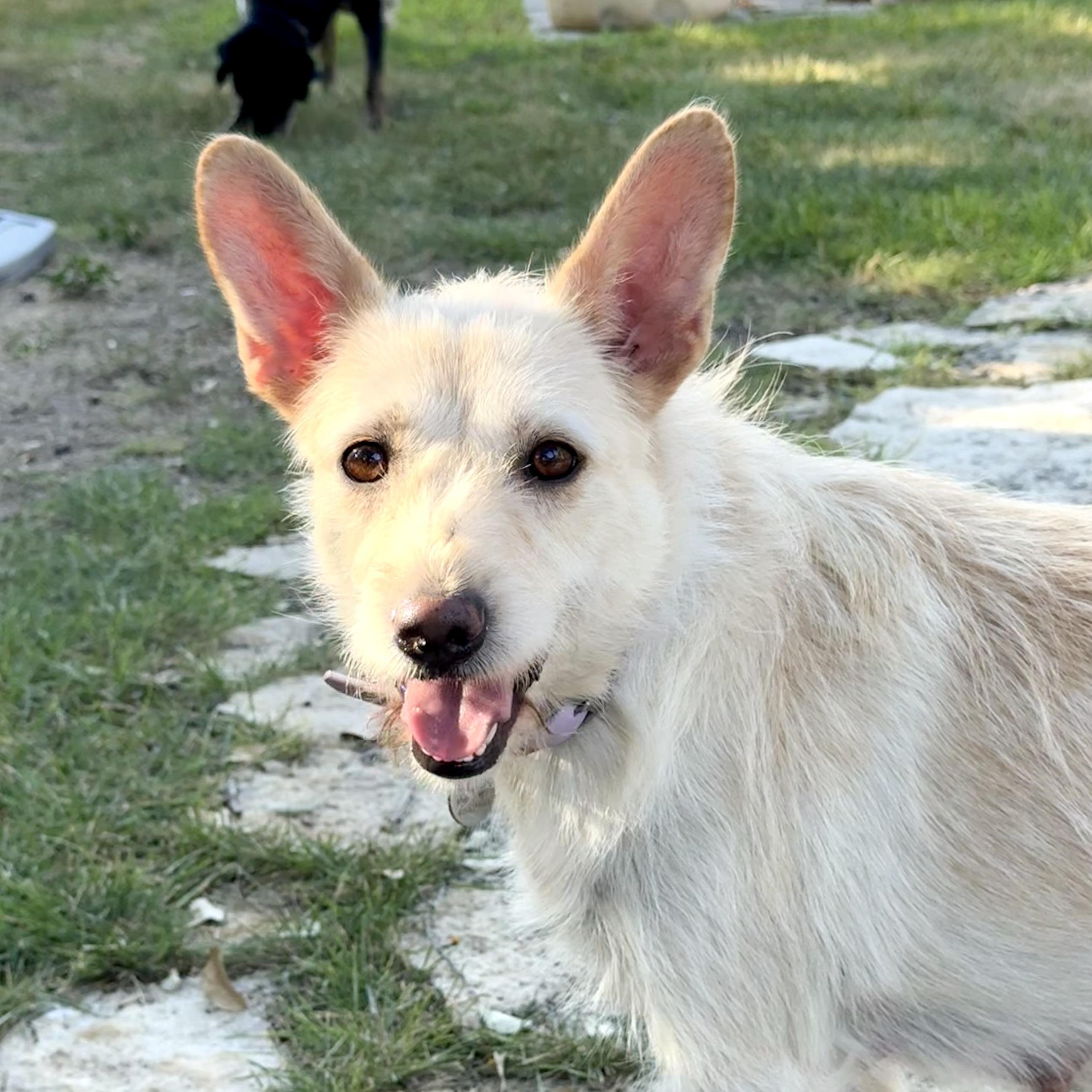 Enlarge Blondie, a Adoptable mixed breed in Lockhart, TX image 5/5