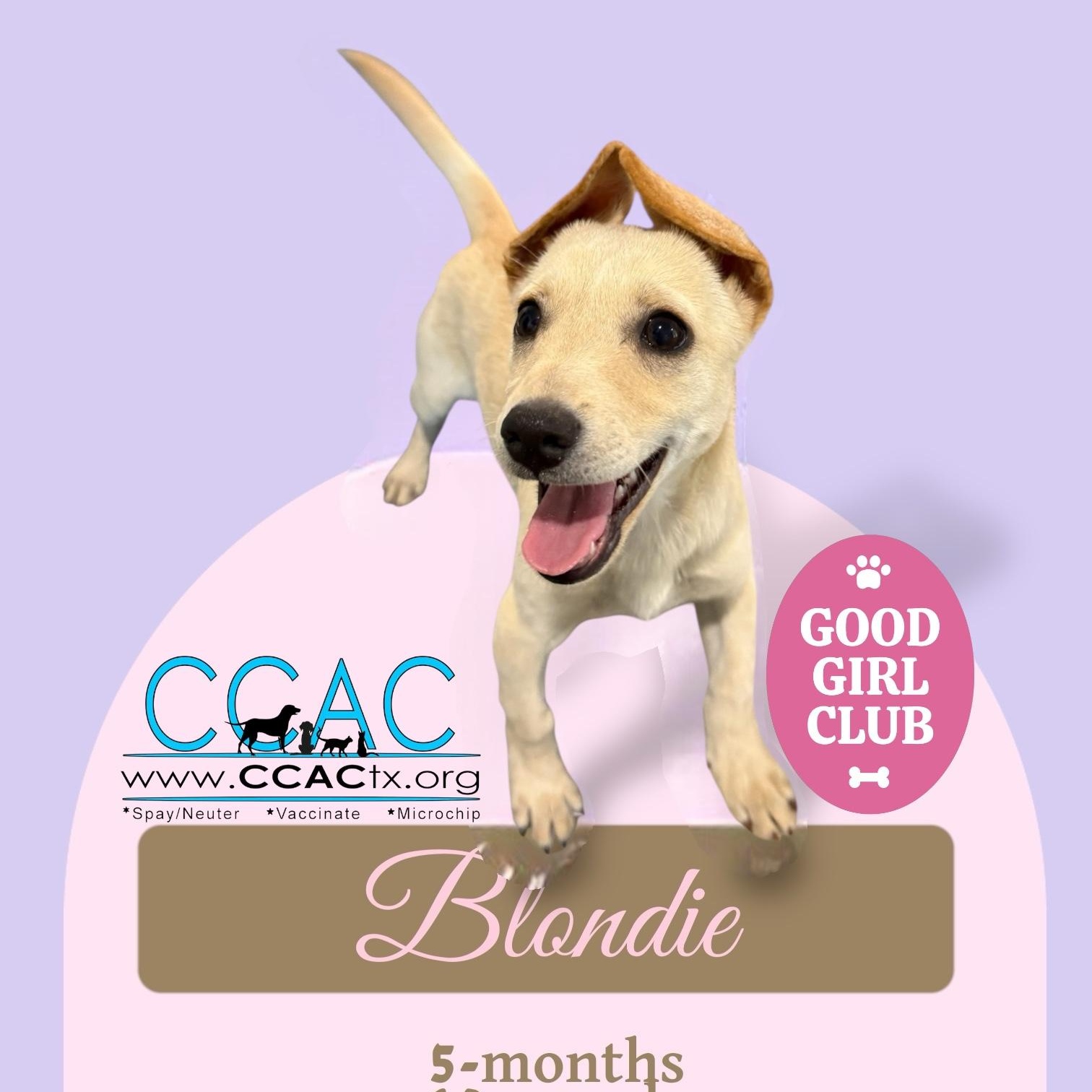 Blondie, Adoptable, Puppy Female Chihuahua.