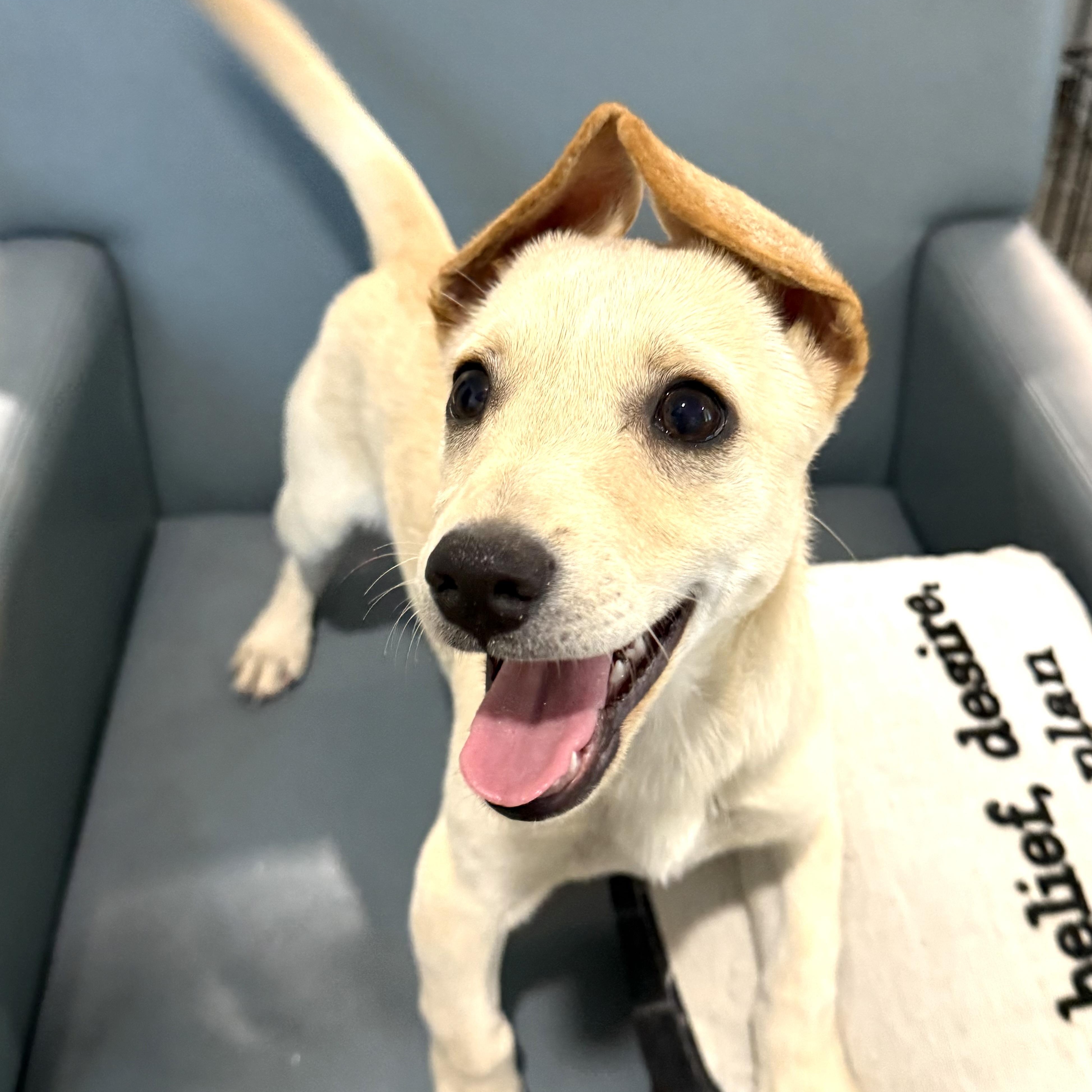 Enlarge Blondie, a Adoptable mixed breed in Lockhart, TX image 3/5