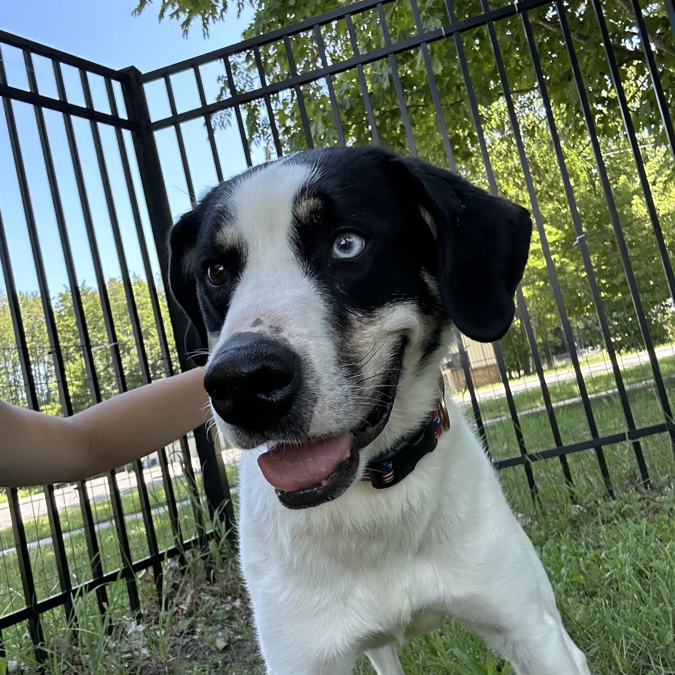 Buddy, ADOPTABLE, Adult Male Labrador Retriever & Husky.