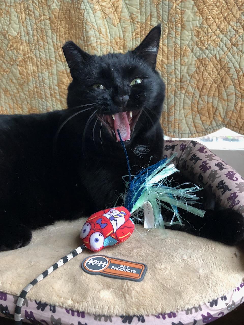 Enlarge Alice, a Adoptable mixed breed in Lake Oswego, OR image 5/6