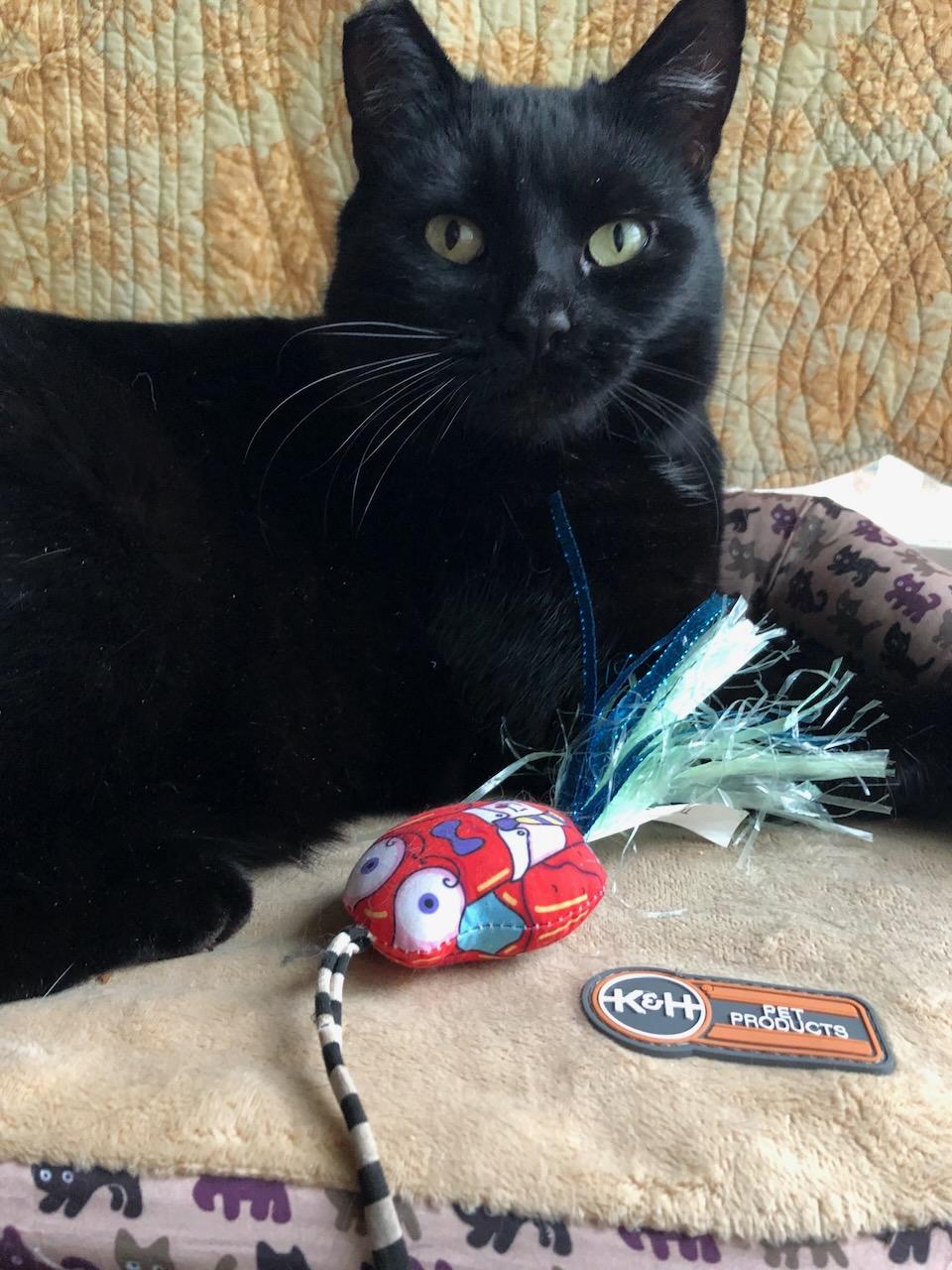 Enlarge Alice, a Adoptable mixed breed in Lake Oswego, OR image 1/6