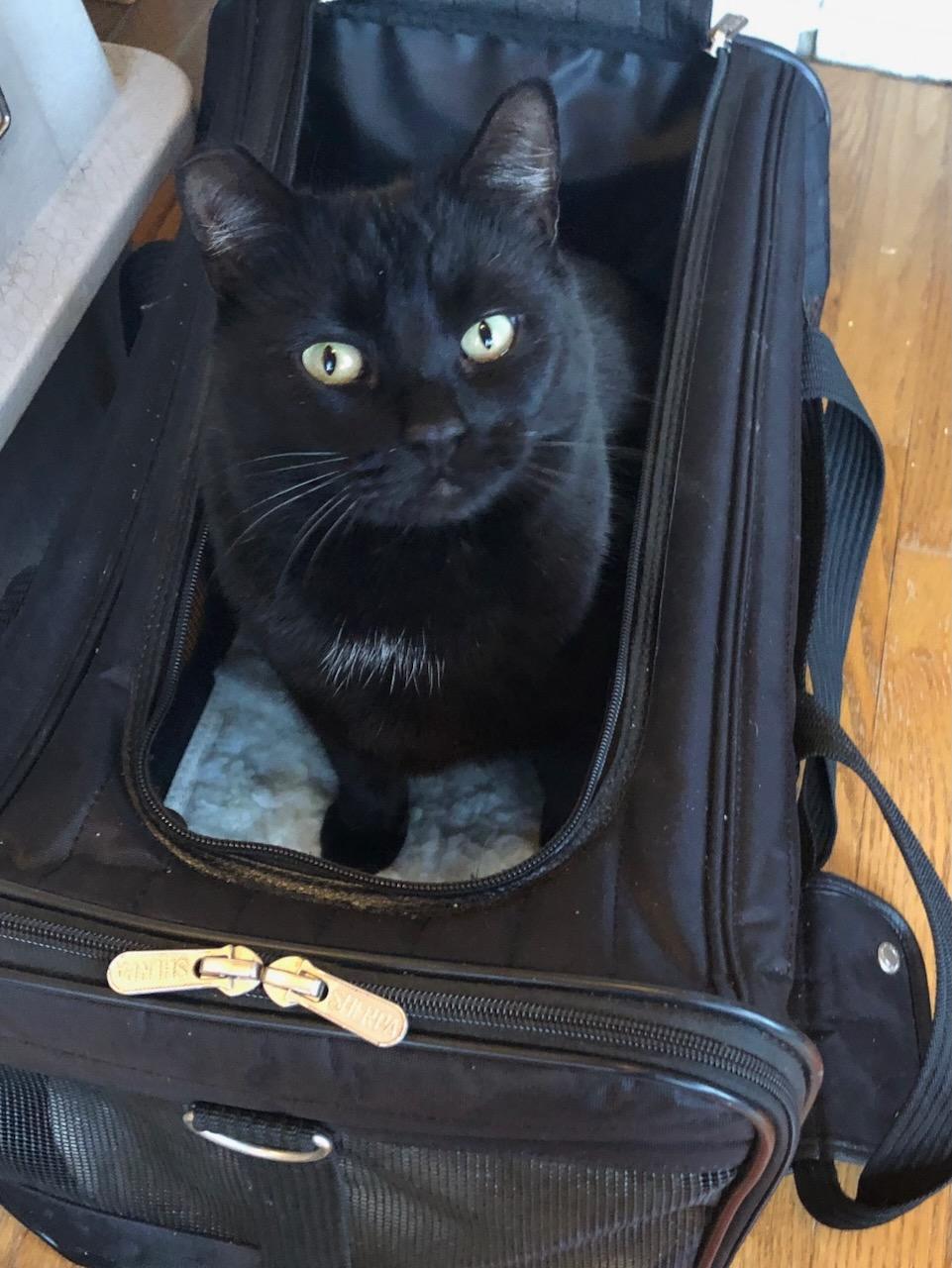 Enlarge Alice, a Adoptable mixed breed in Lake Oswego, OR image 6/6