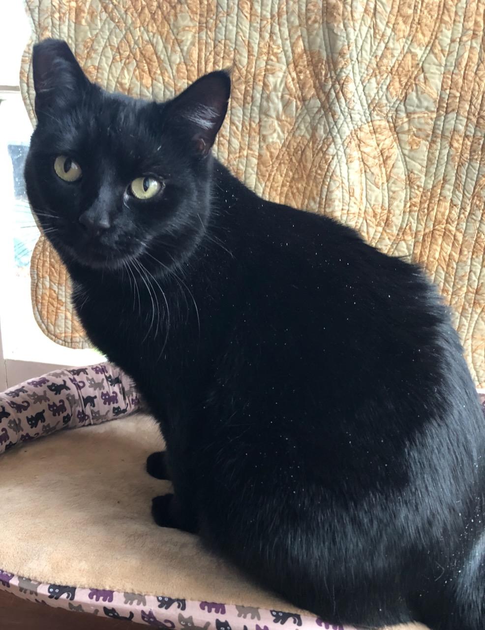 Enlarge Alice, a Adoptable mixed breed in Lake Oswego, OR image 3/6