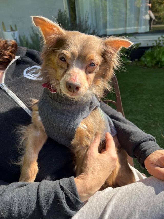 Enlarge Carlyle, a Adoptable Chihuahua in sylmar, CA image 1/1
