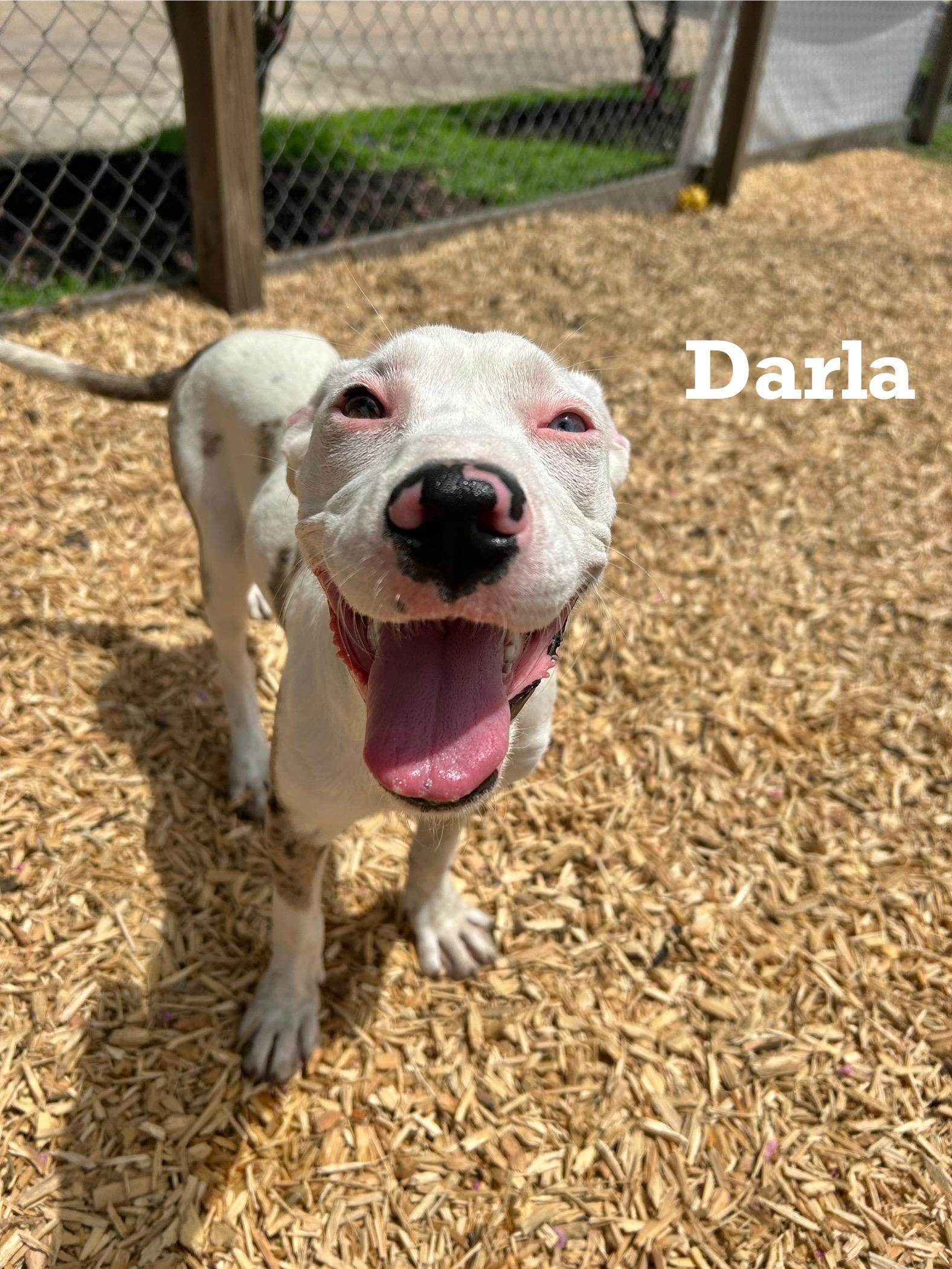 Darla