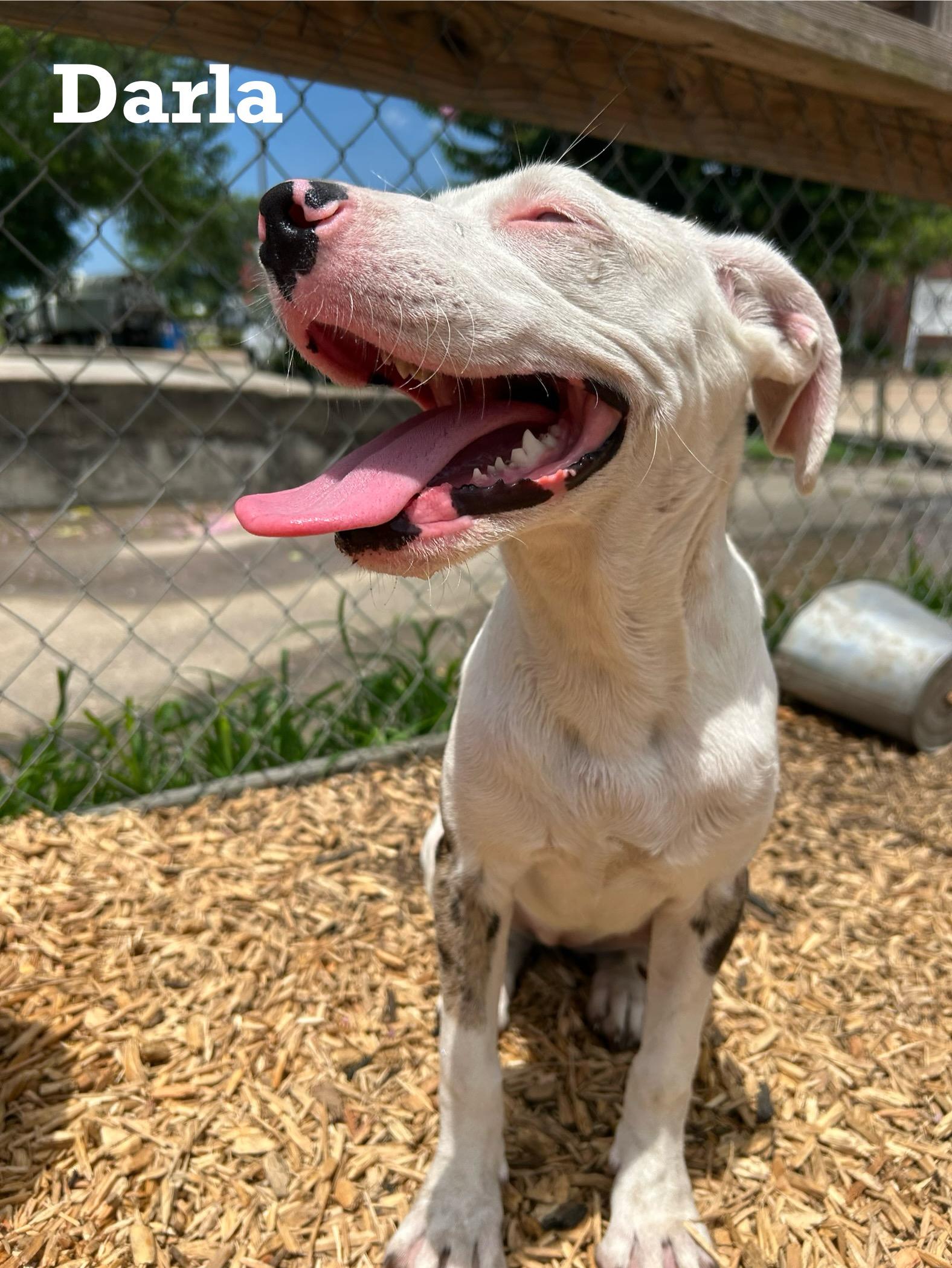 Darla