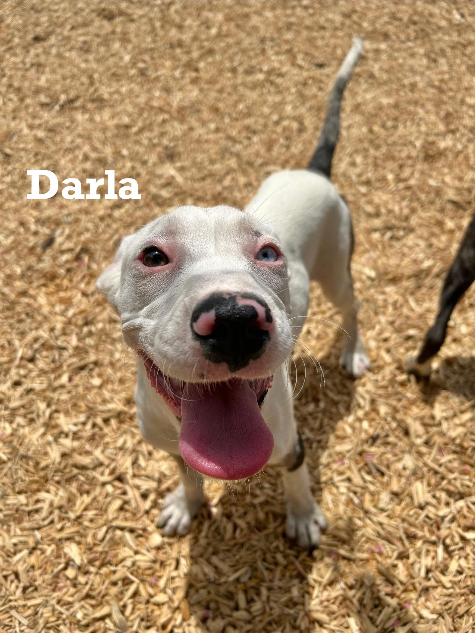 Darla
