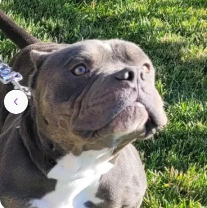 Enlarge A046763, a Adoptable Pit Bull Terrier in Tracy, CA image 1/1