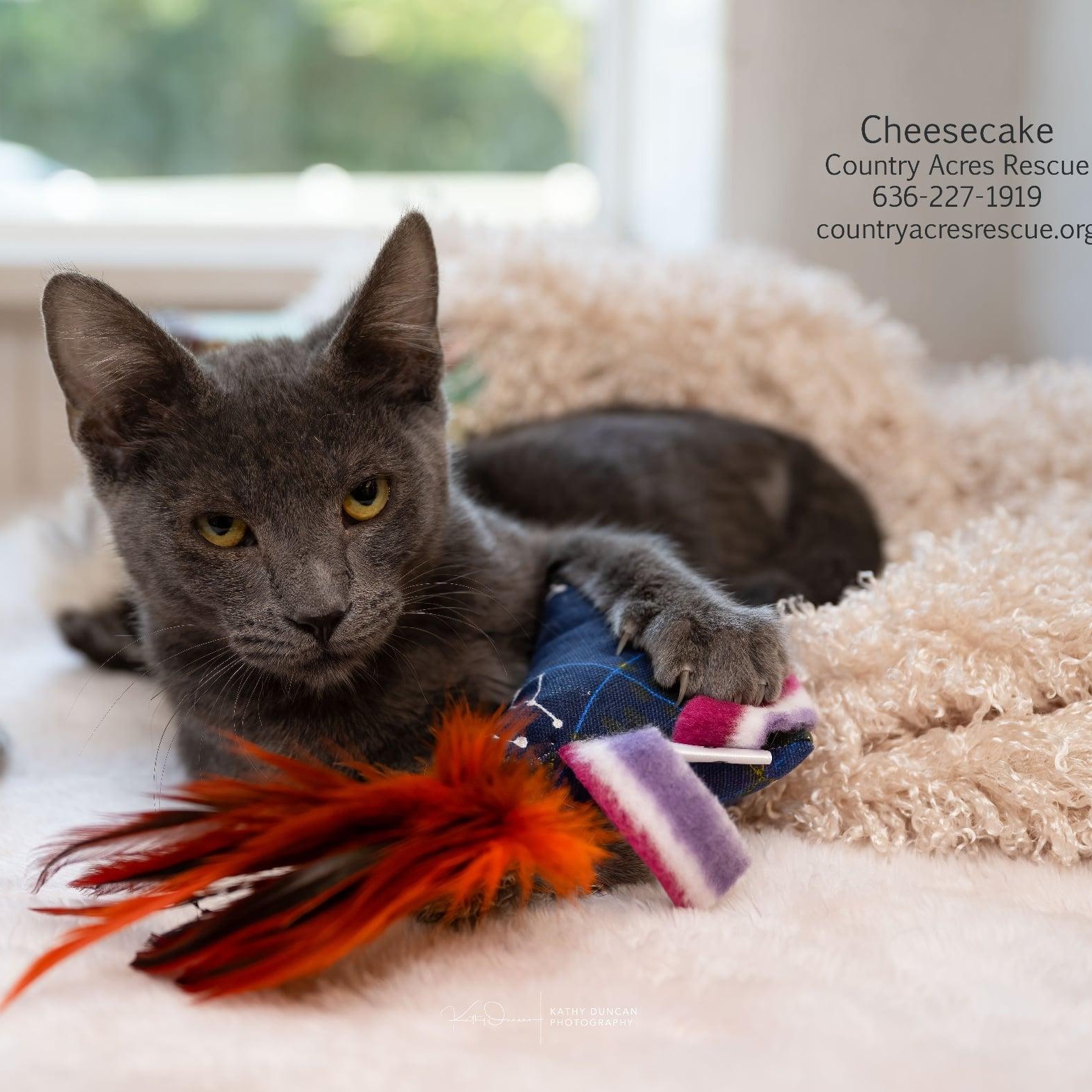 Enlarge Cheesecake, a Adoptable Domestic Short Hair in Manchester, MO image 4/4