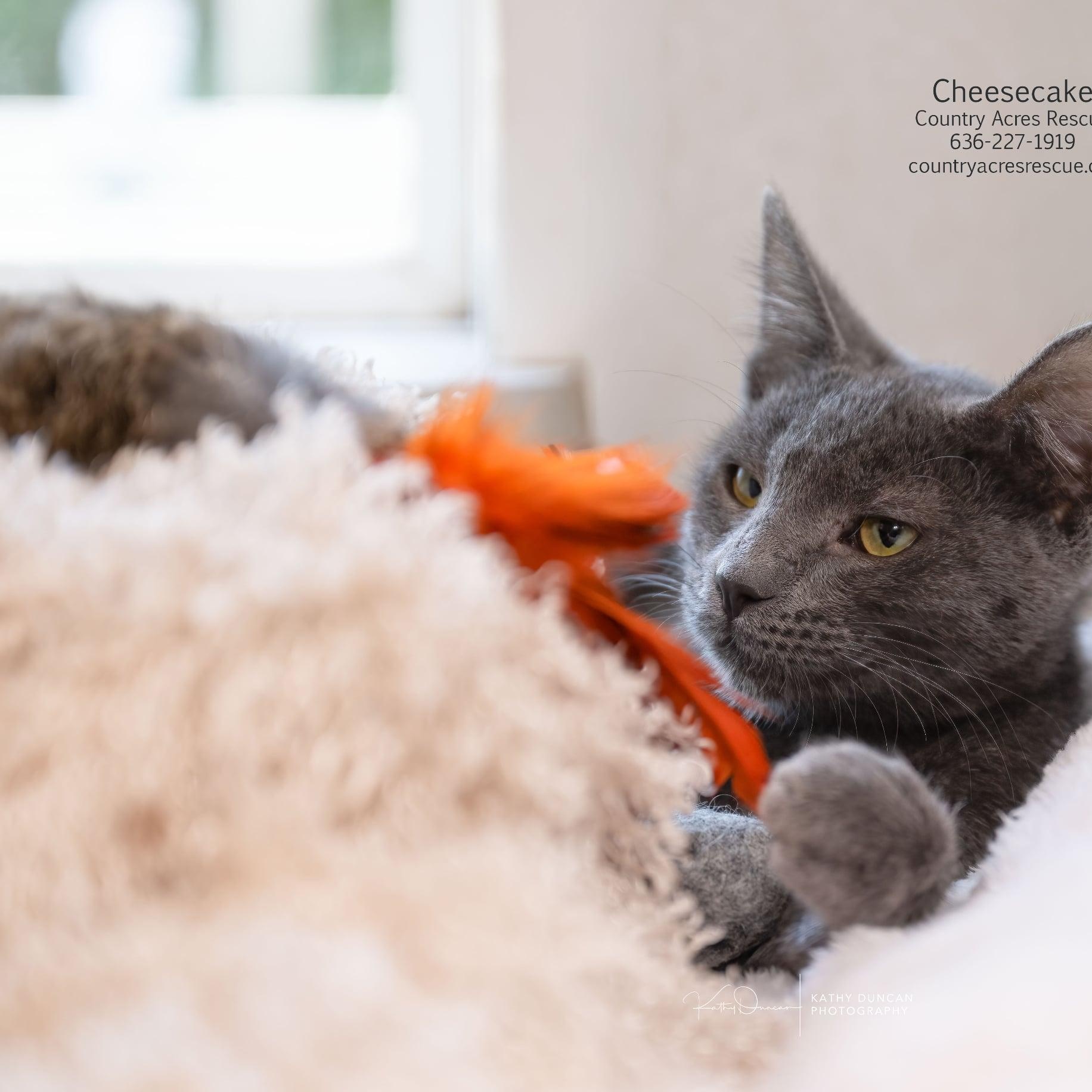 Enlarge Cheesecake, a Adoptable Domestic Short Hair in Manchester, MO image 2/4