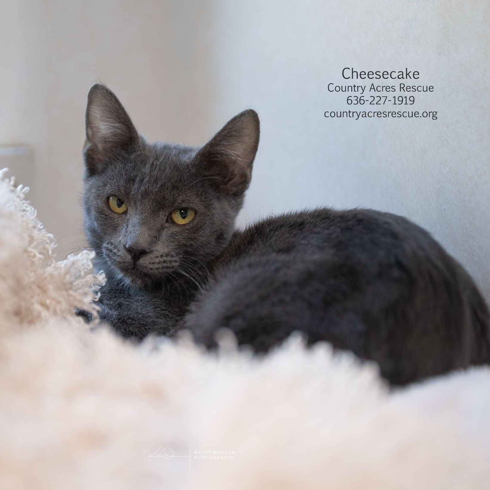 Enlarge Cheesecake, a Adoptable Domestic Short Hair in Manchester, MO image 3/4