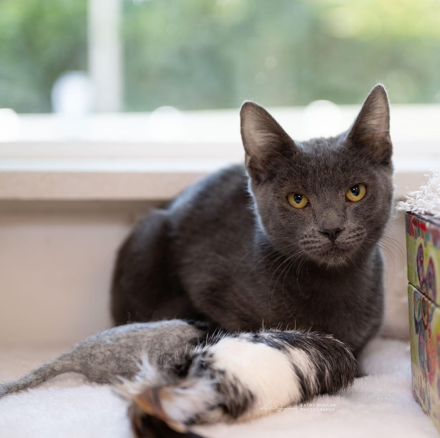 Enlarge Cheesecake, a Adoptable Domestic Short Hair in Manchester, MO image 1/4