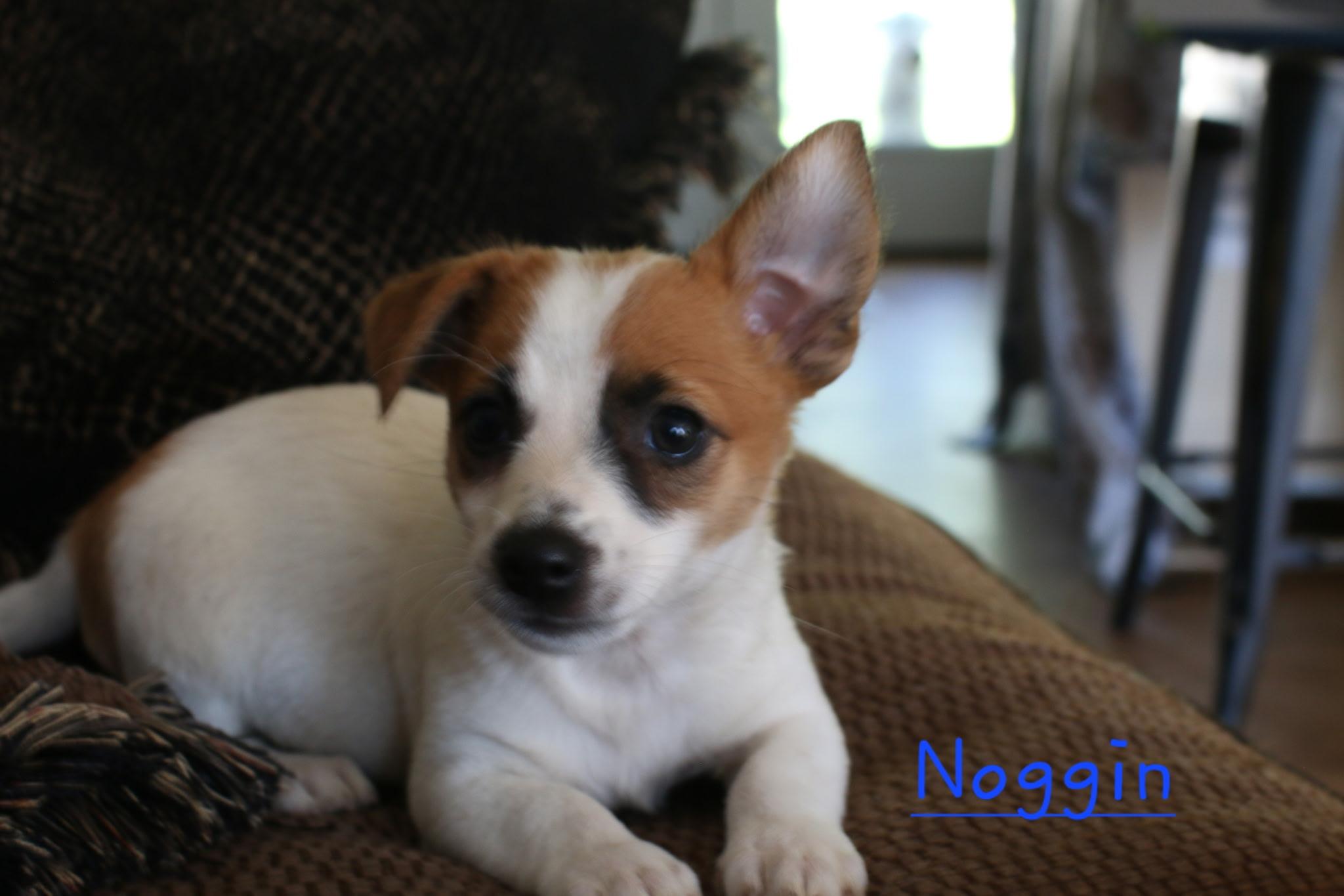 Noggin