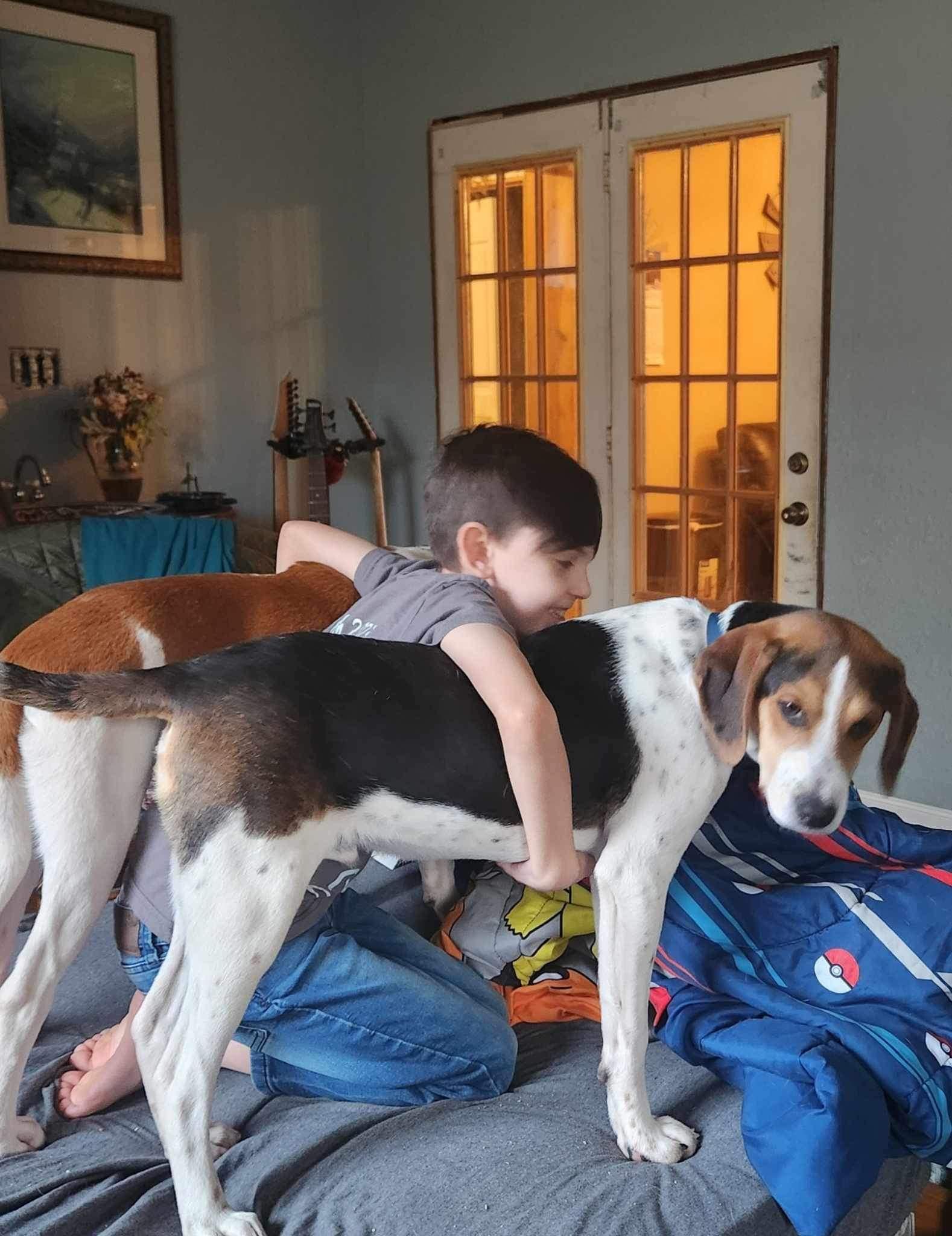 Enlarge Jefferson, a Adopted mixed breed in Oak Ridge, TN image 1/6