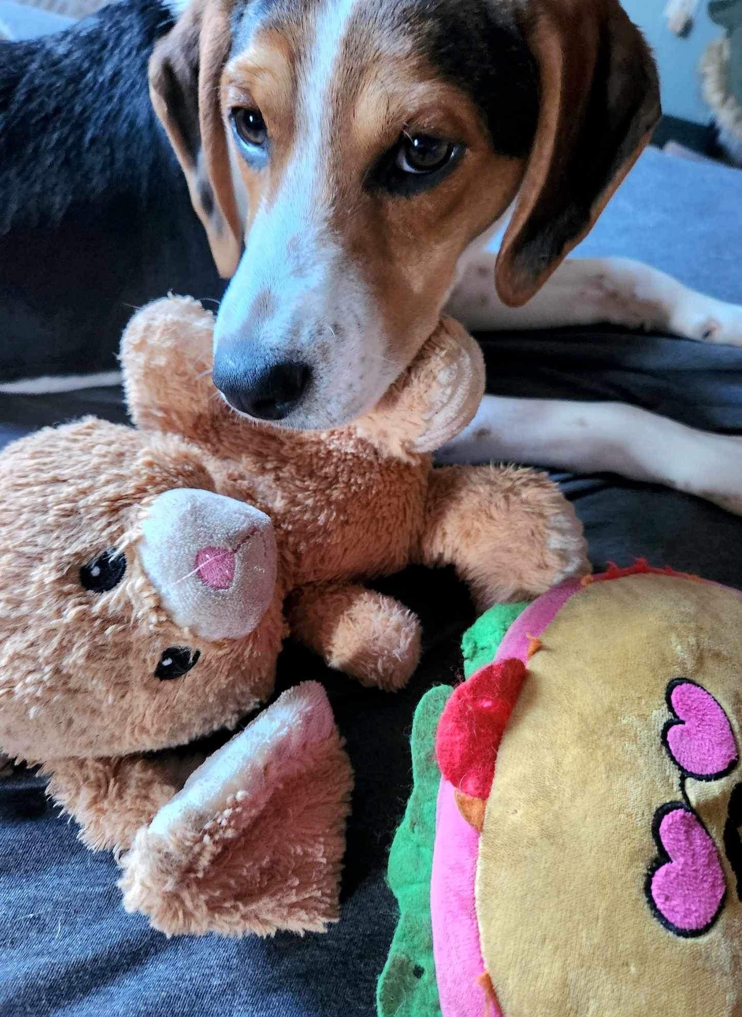 Enlarge Jefferson, a Adopted mixed breed in Oak Ridge, TN image 2/6