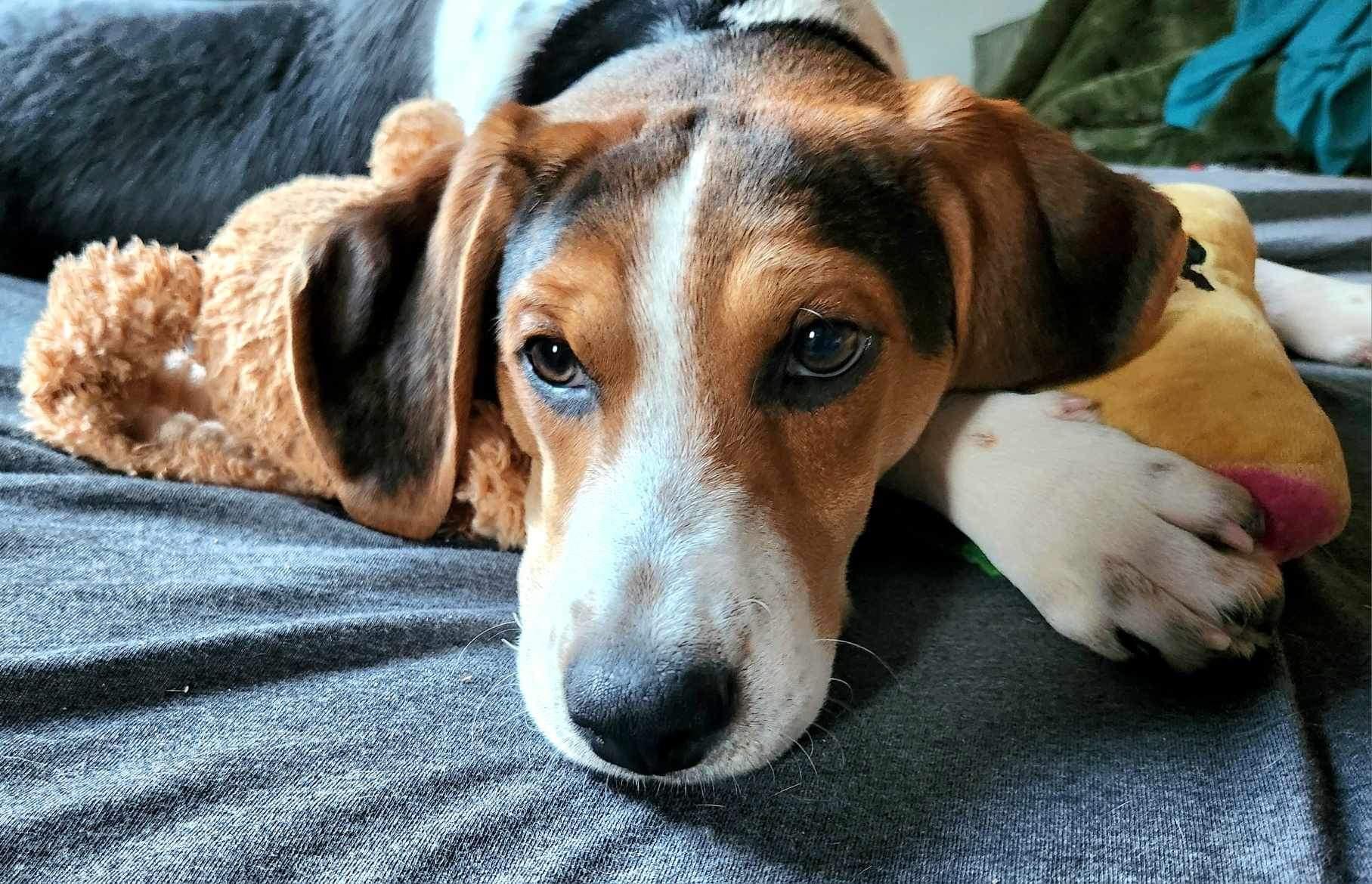 Enlarge Jefferson, a Adopted mixed breed in Oak Ridge, TN image 4/6