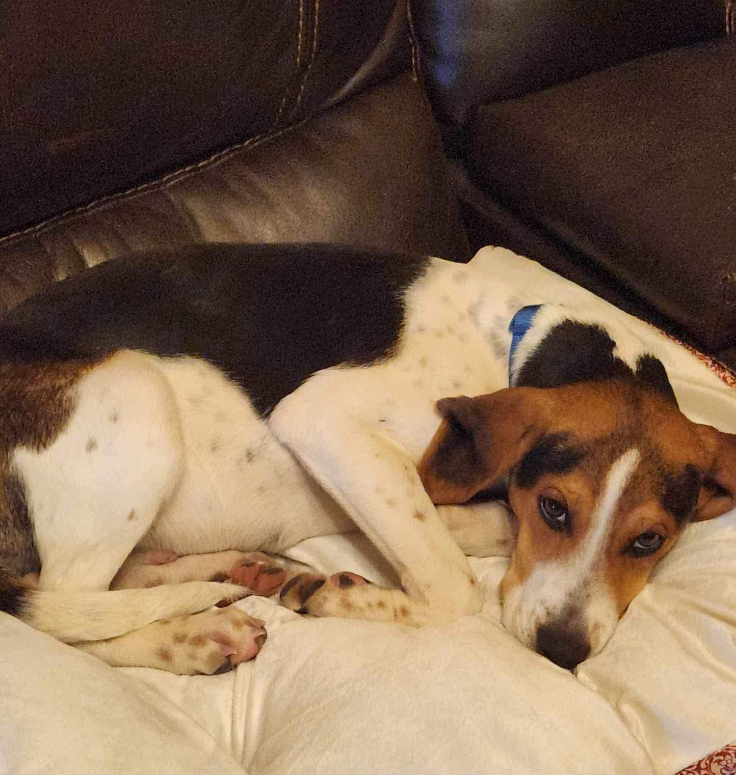 Enlarge Jefferson, a Adopted mixed breed in Oak Ridge, TN image 5/6