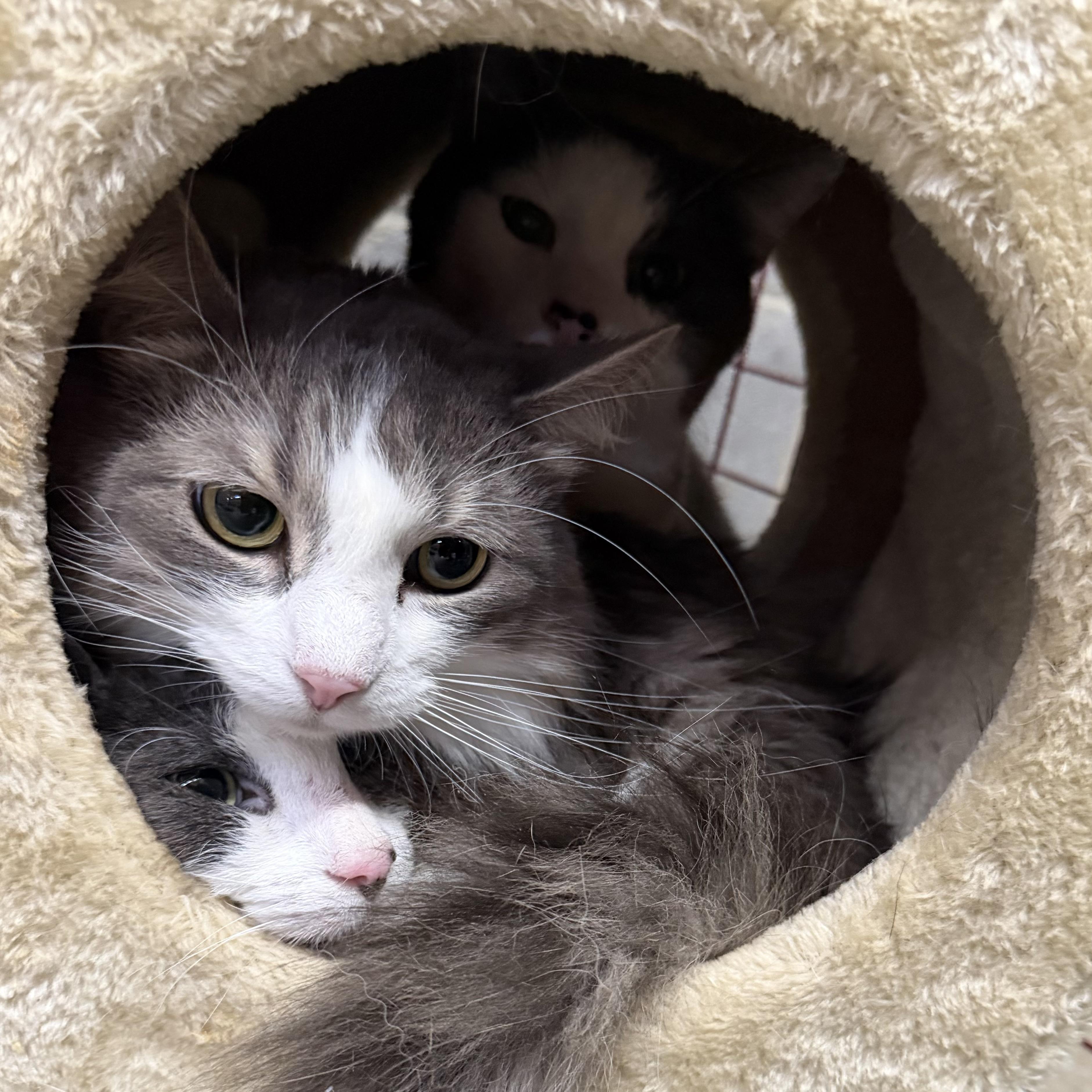 Enlarge Pepe, an adopted Tuxedo in Trenton, MO image 5/5