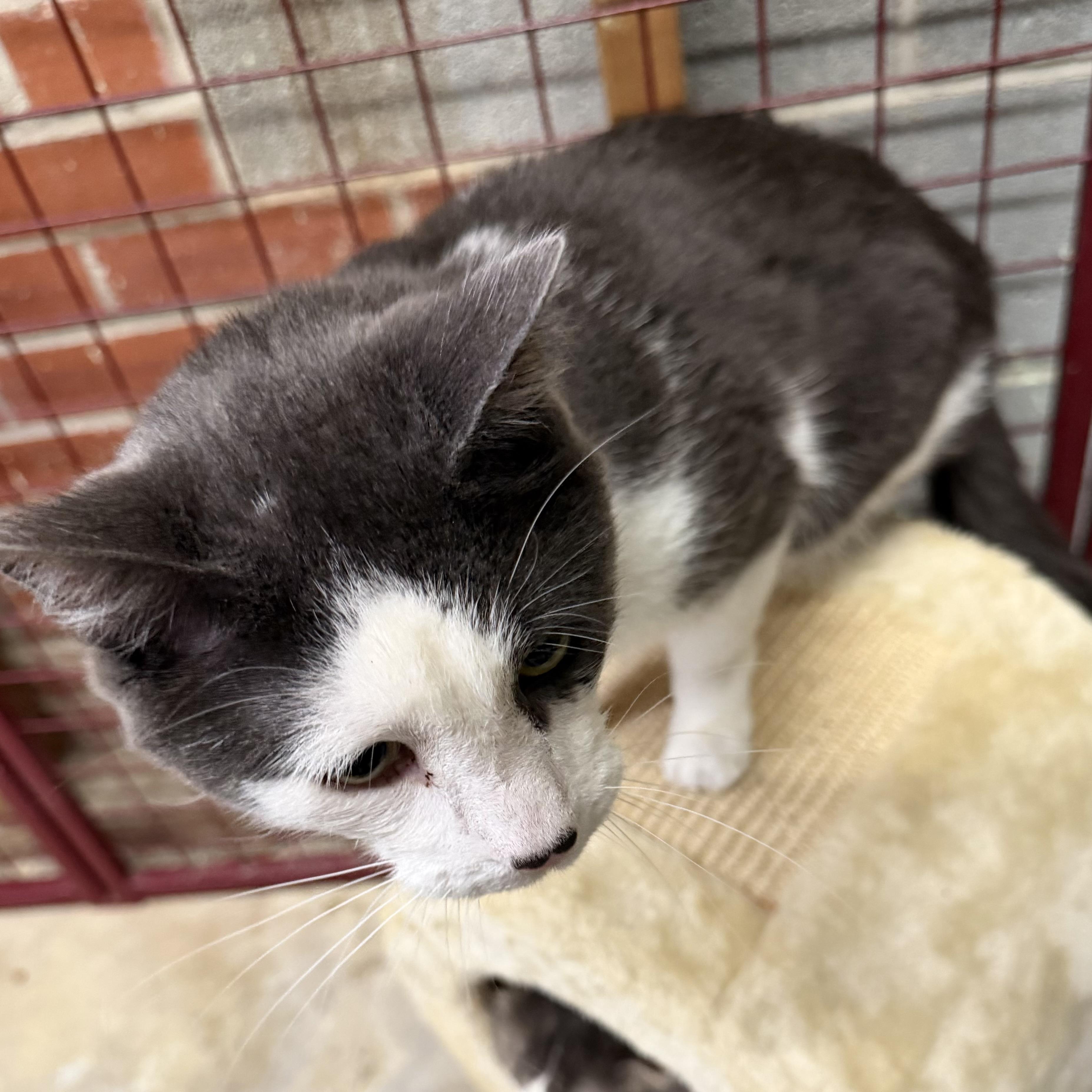 Enlarge Pepe, an adopted Tuxedo in Trenton, MO image 4/5