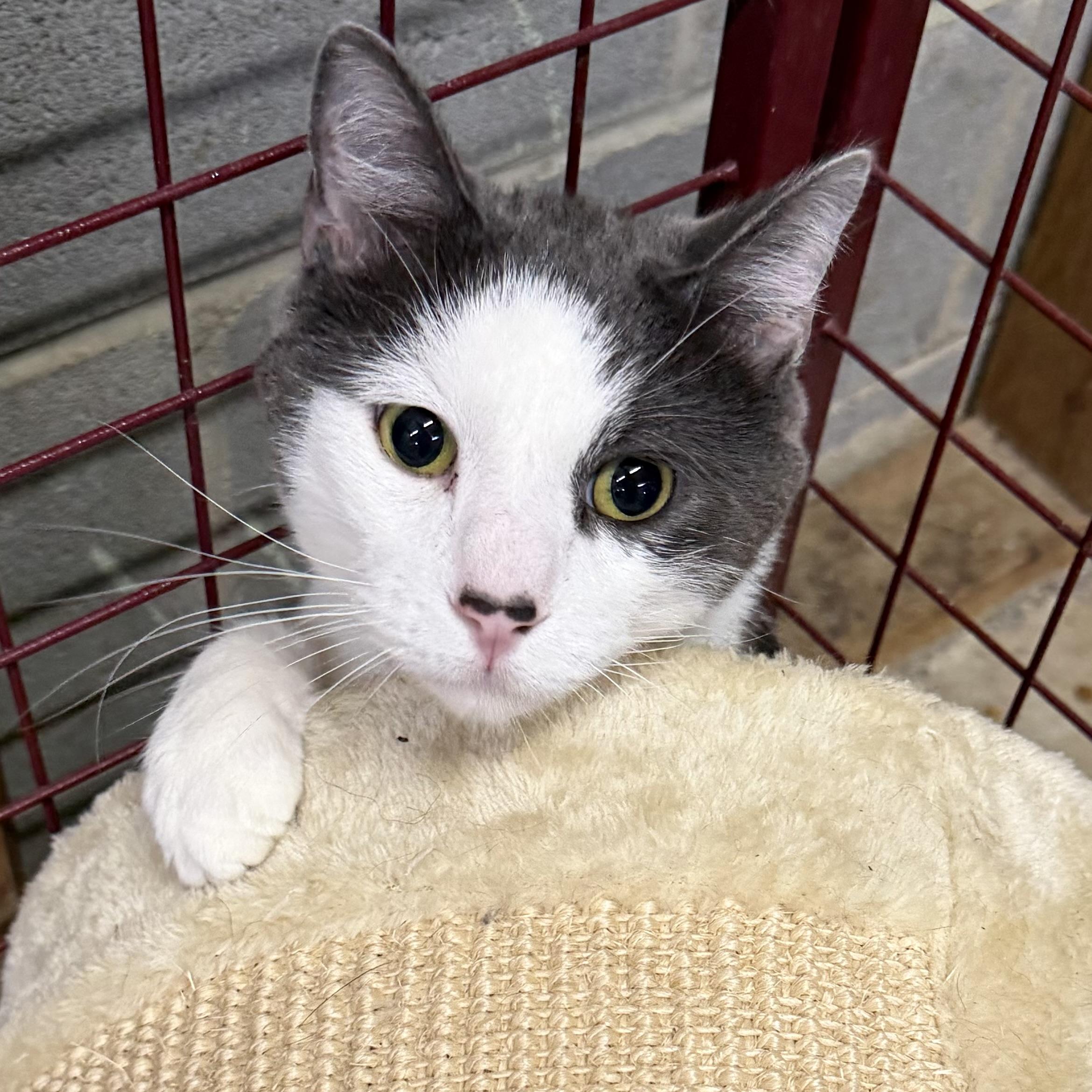 Enlarge Pepe, an adopted Tuxedo in Trenton, MO image 3/5