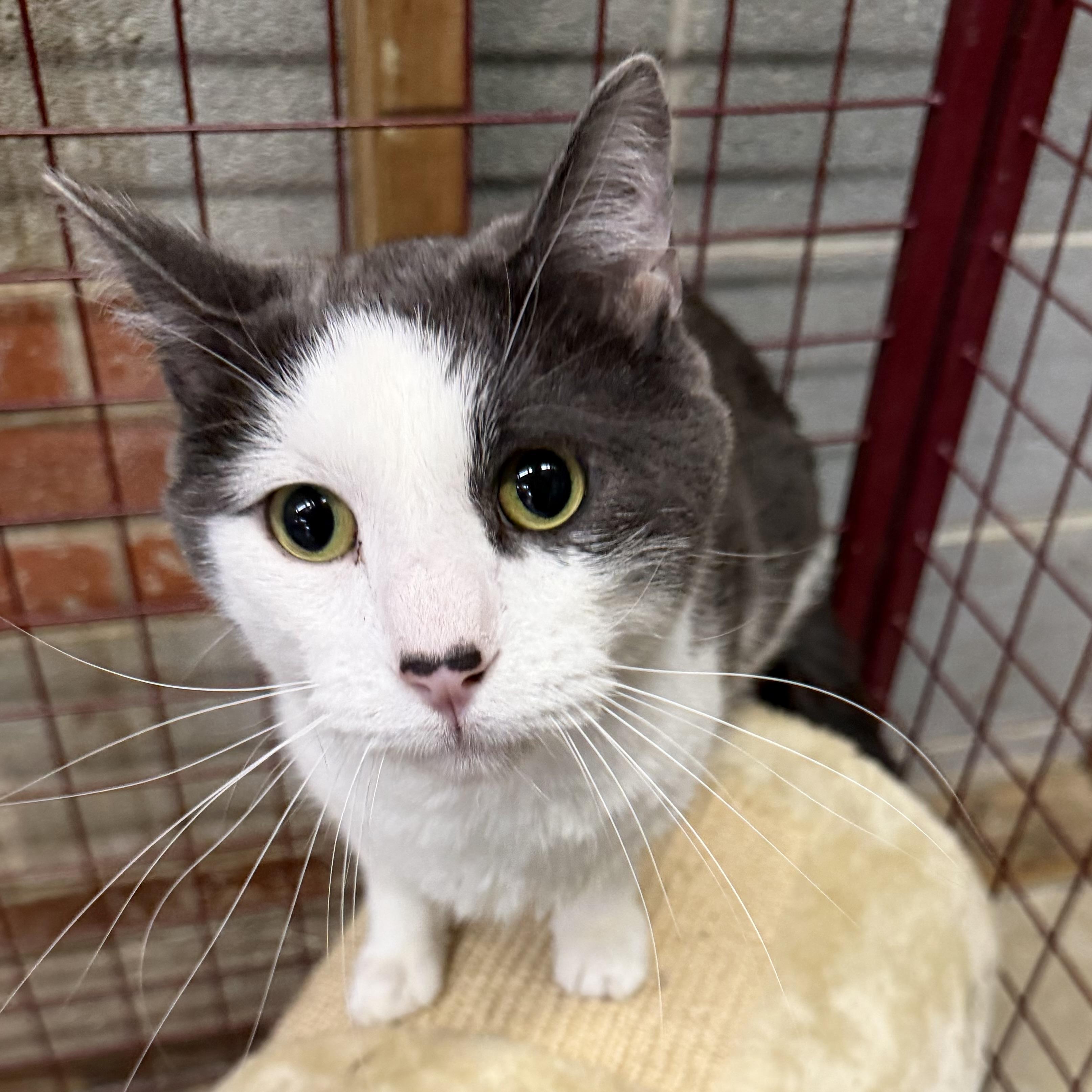 Enlarge Pepe, an adopted Tuxedo in Trenton, MO image 1/5
