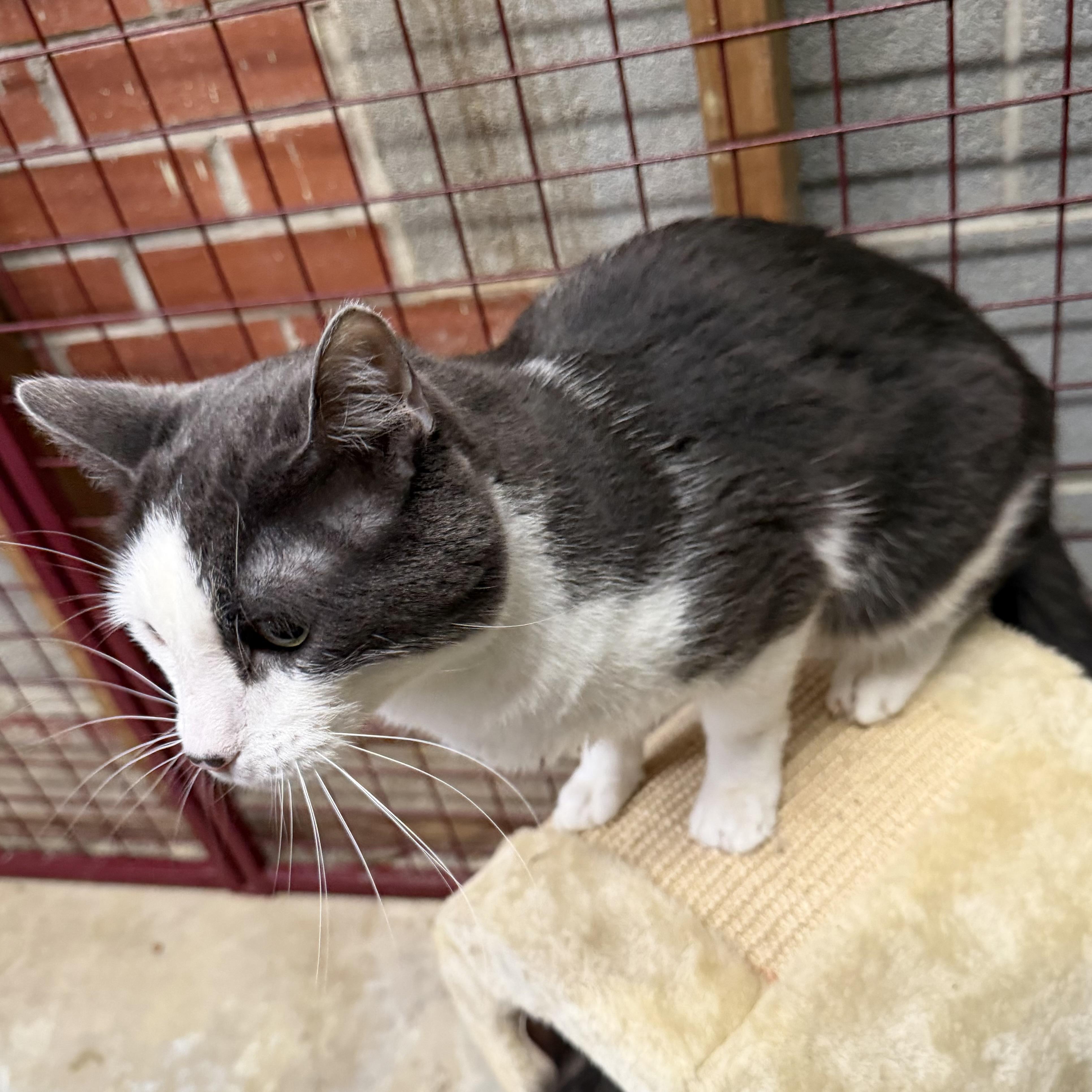 Enlarge Pepe, an adopted Tuxedo in Trenton, MO image 2/5