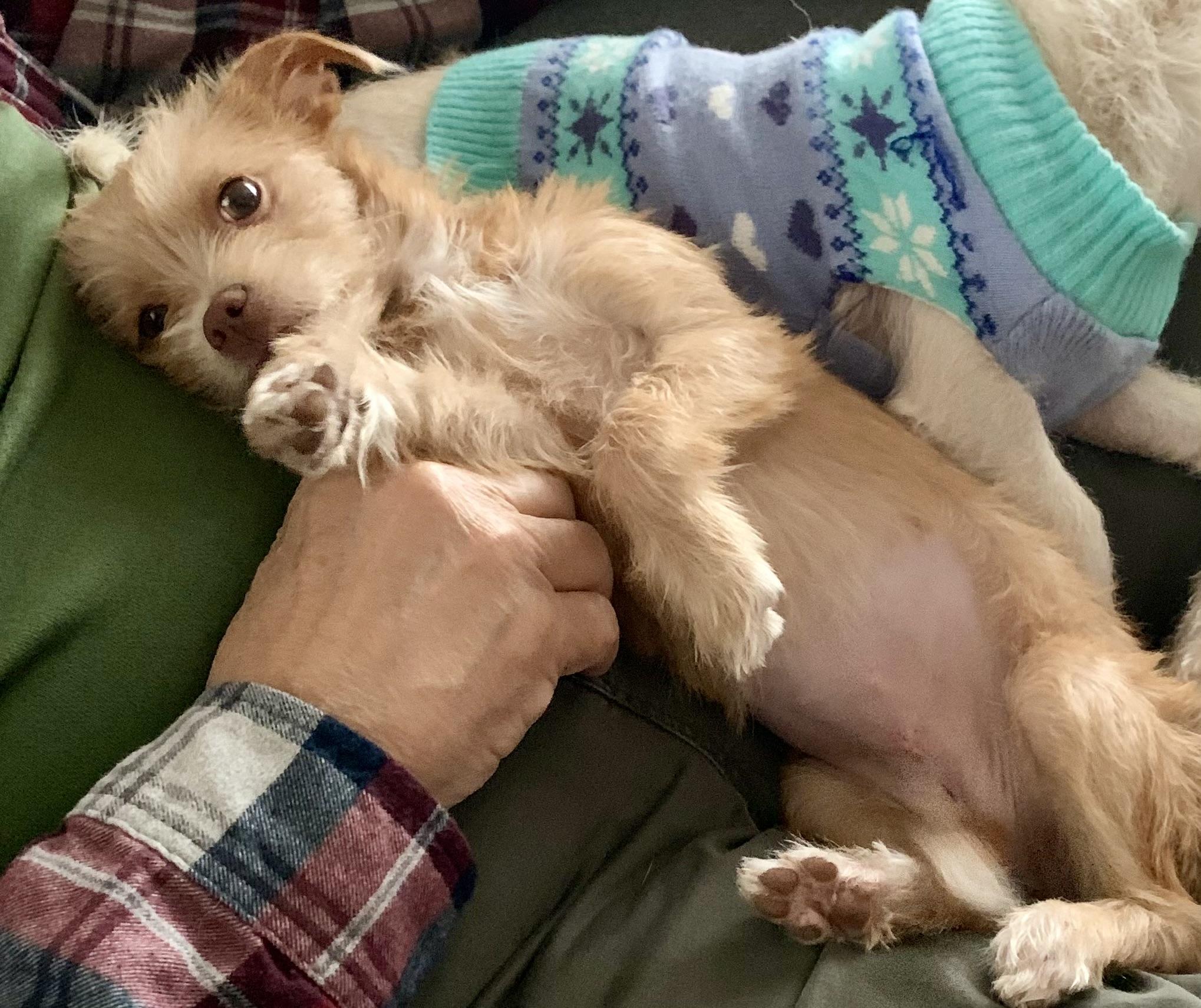 Enlarge Tippy , an adopted mixed breed in Houston, TX image 4/5