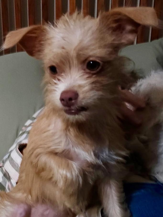 Enlarge Tippy , an adopted mixed breed in Houston, TX image 5/5