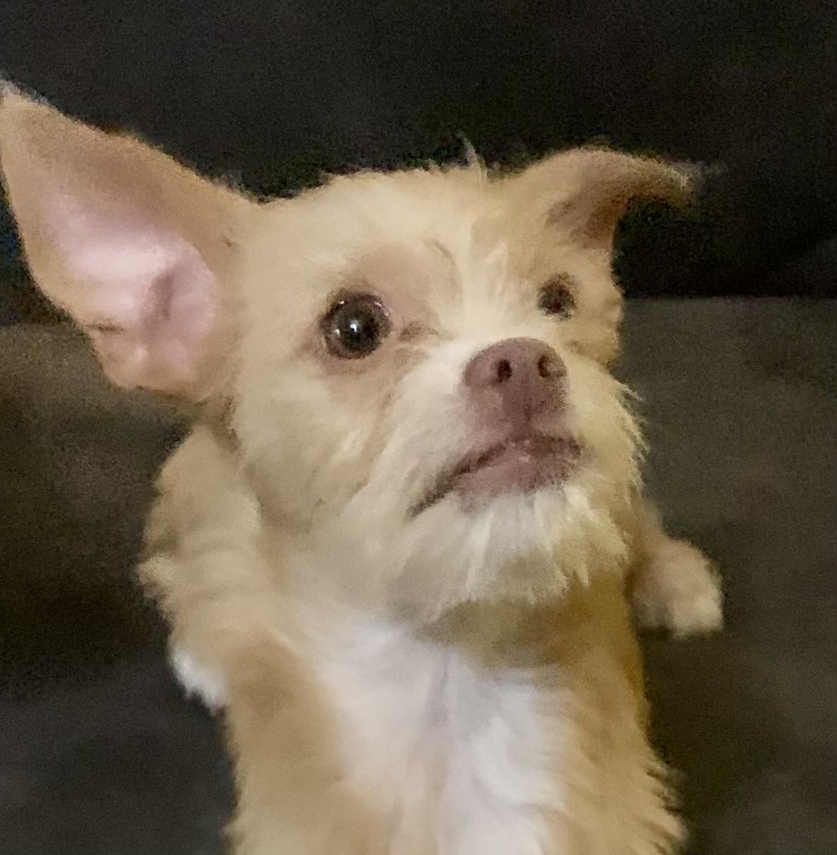 Enlarge Tippy , an adopted mixed breed in Houston, TX image 2/5