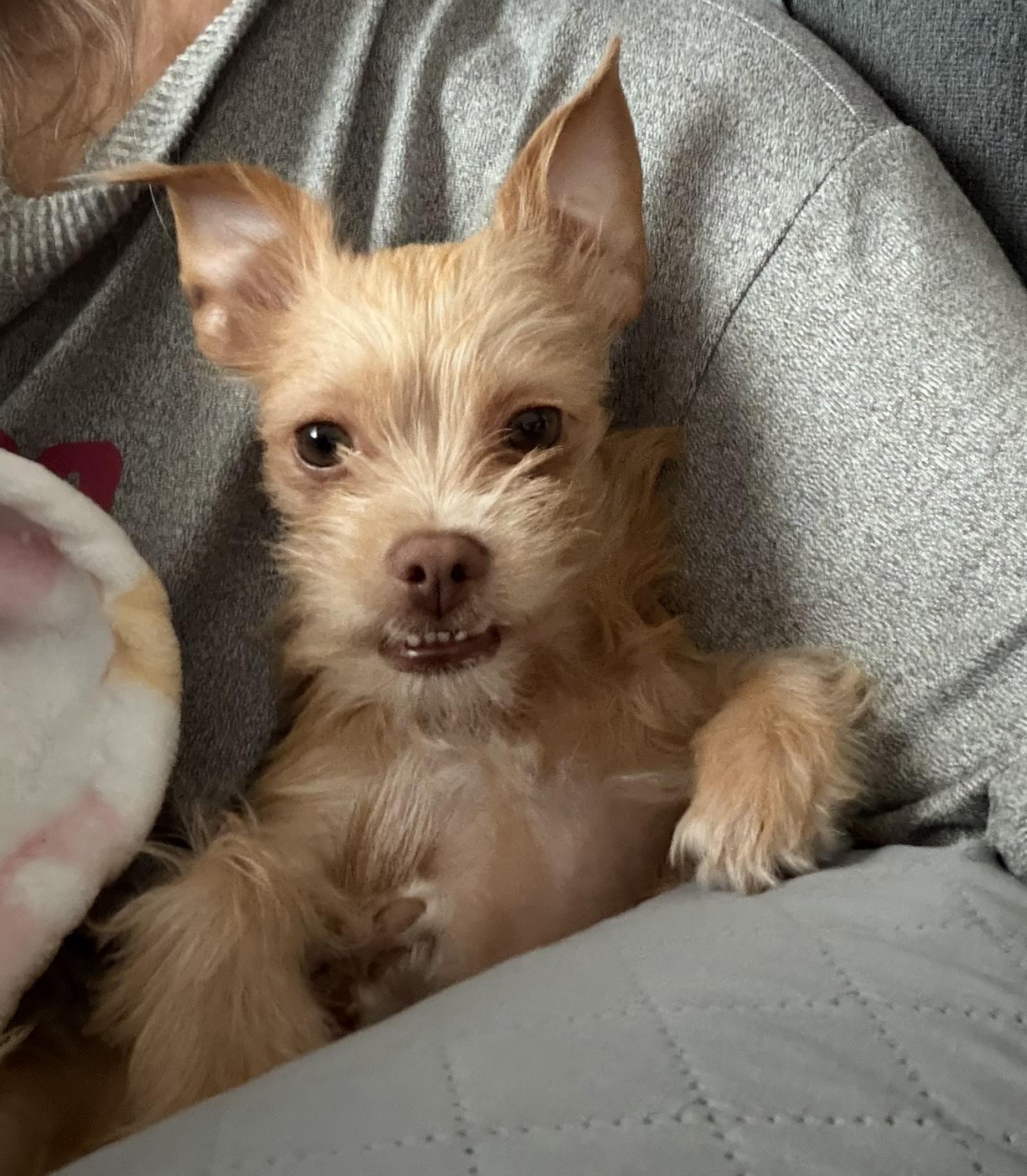 Tippy , adopted, Young Female Miniature Schnauzer.
