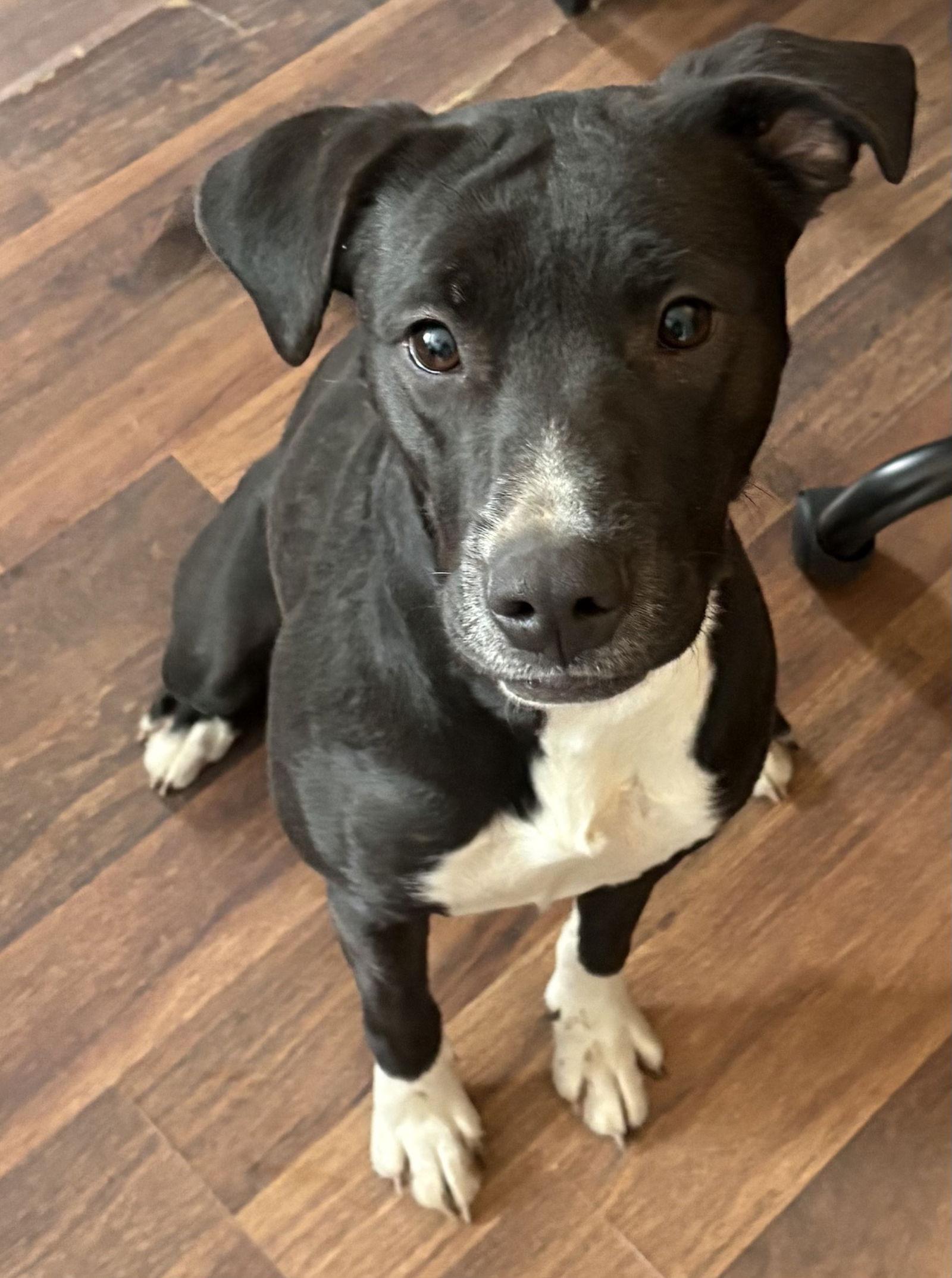 Emmy, Adopted, Young Female Pit Bull Terrier.