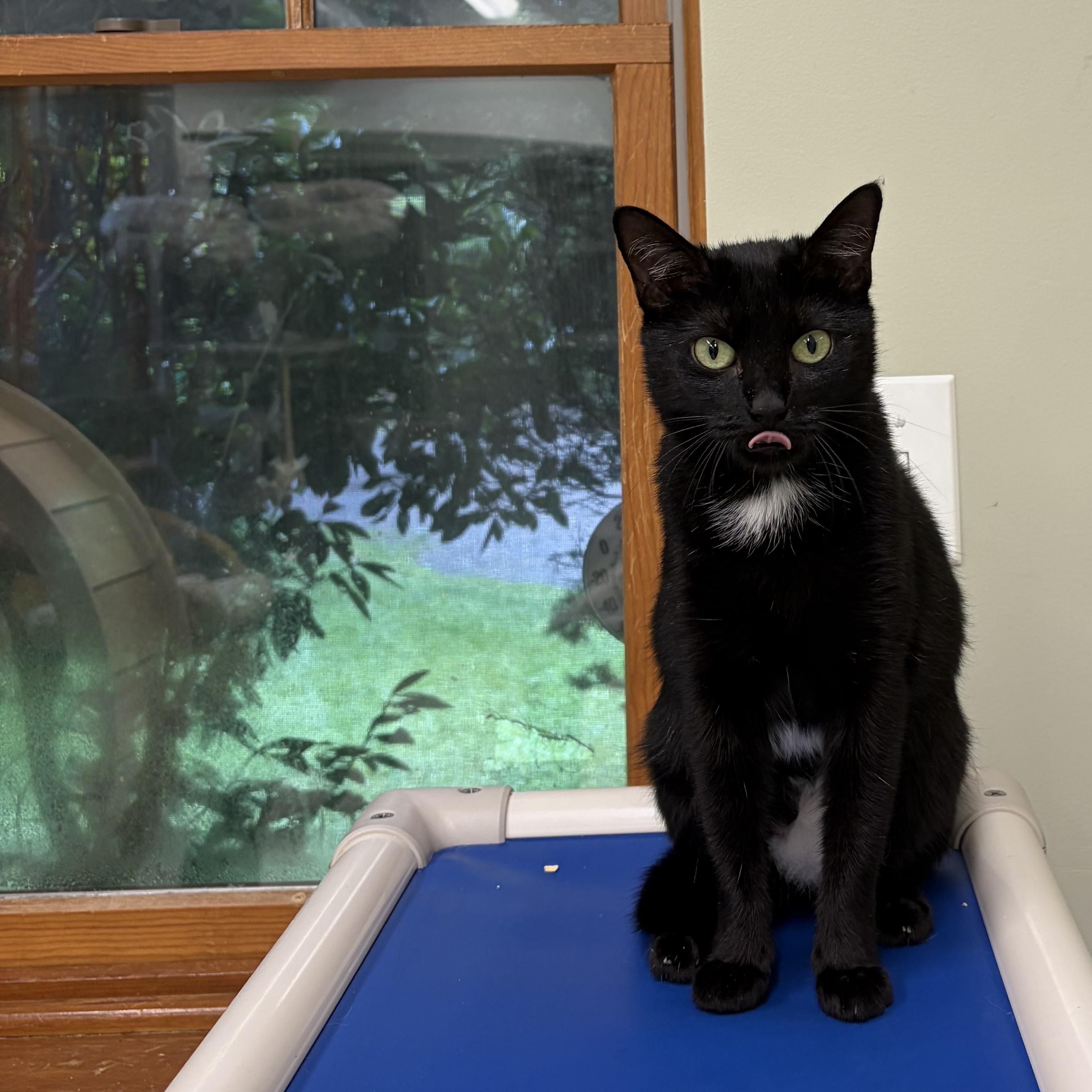 Enlarge Linda, a Adoptable Domestic Short Hair in AQUEBOGUE, NY image 1/1