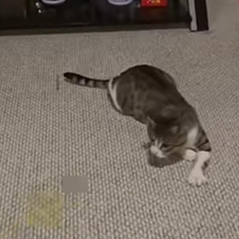 Enlarge Stark (snuggle-bug & superhero), a Adoptable Domestic Short Hair in Sugar Land, TX image 3/4