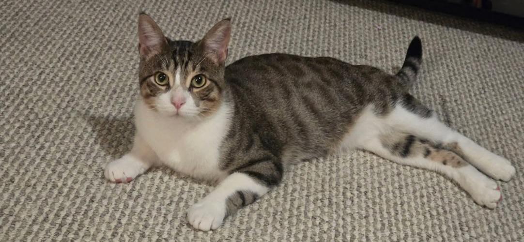 Enlarge Stark (snuggle-bug & superhero), a Adoptable Domestic Short Hair in Sugar Land, TX image 2/4