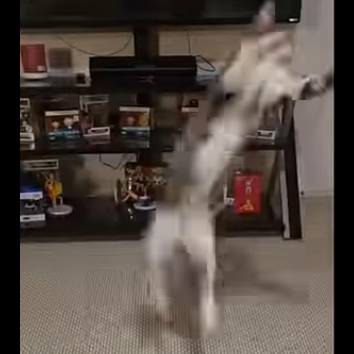 Enlarge Stark (snuggle-bug & superhero), a Adoptable Domestic Short Hair in Sugar Land, TX image 4/4