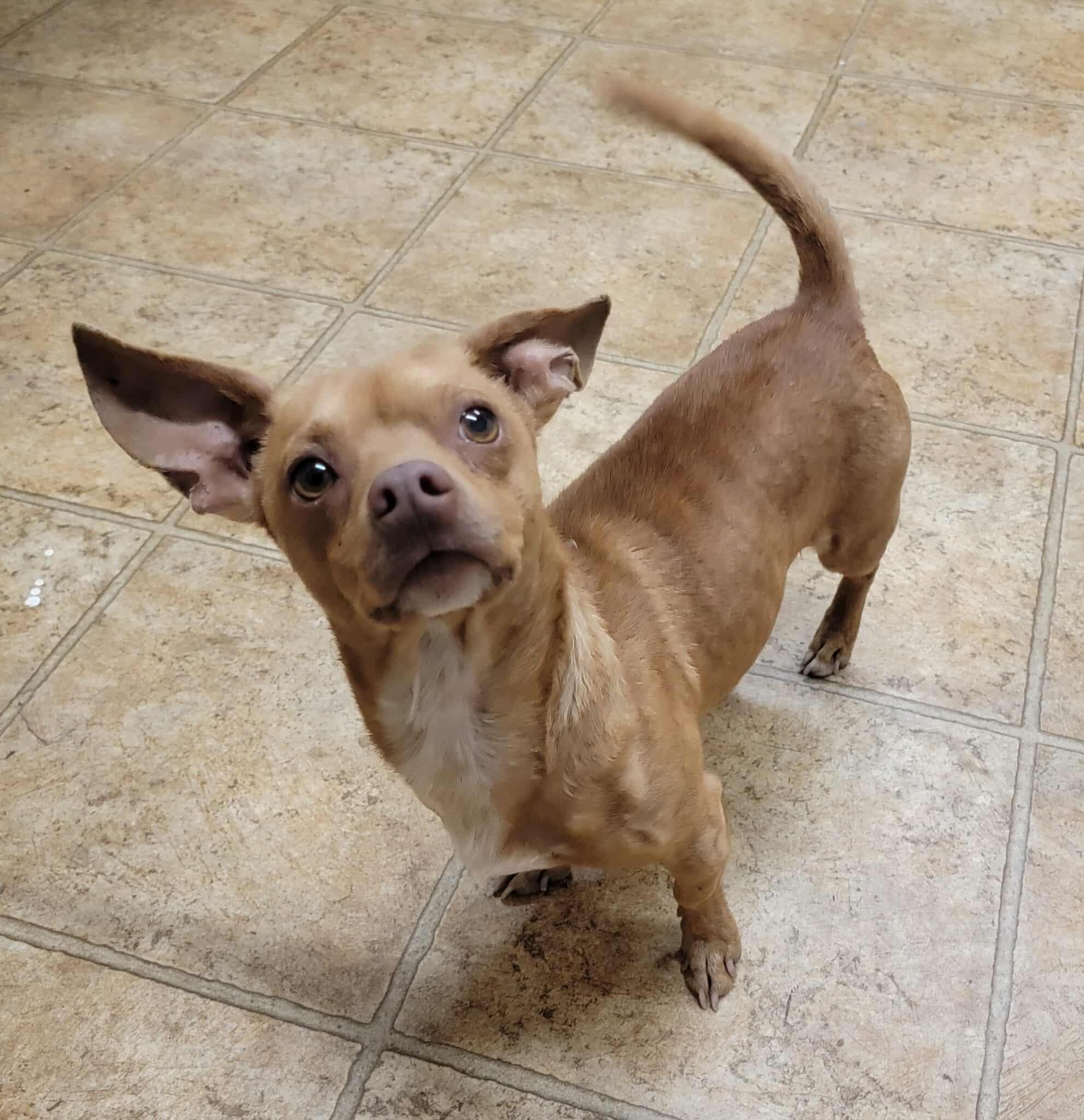 Punkin, Adoptable, Adult Male Chiweenie.