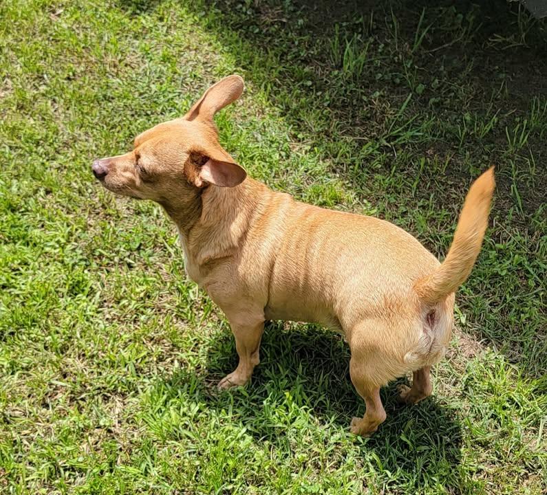 Enlarge Punkin, a Adoptable mixed breed in Van Alstyne, TX image 5/6