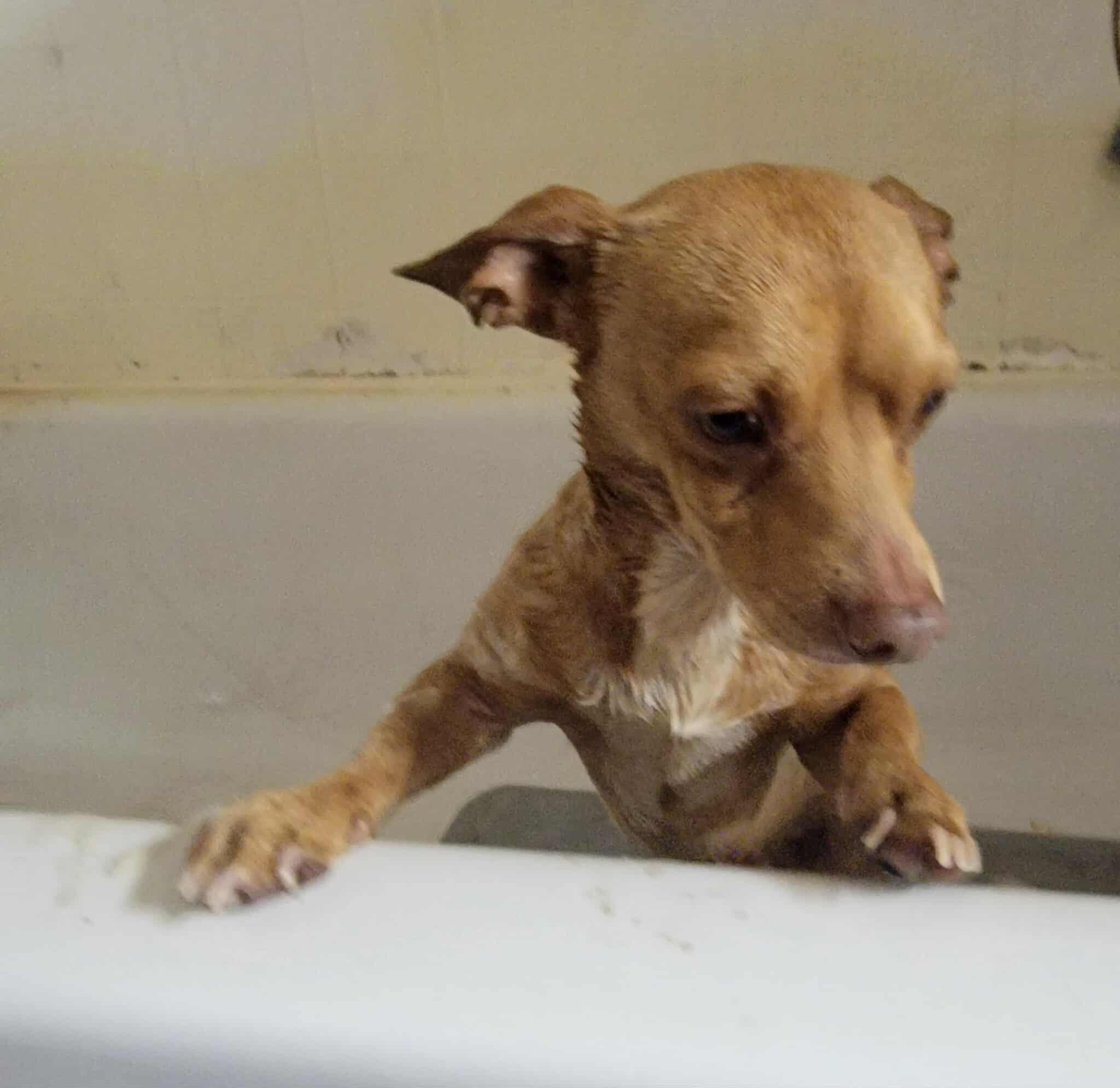 Enlarge Punkin, a Adoptable mixed breed in Van Alstyne, TX image 2/3