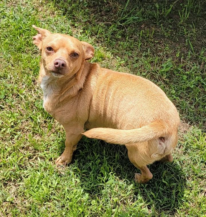 Enlarge Punkin, a Adoptable mixed breed in Van Alstyne, TX image 6/6